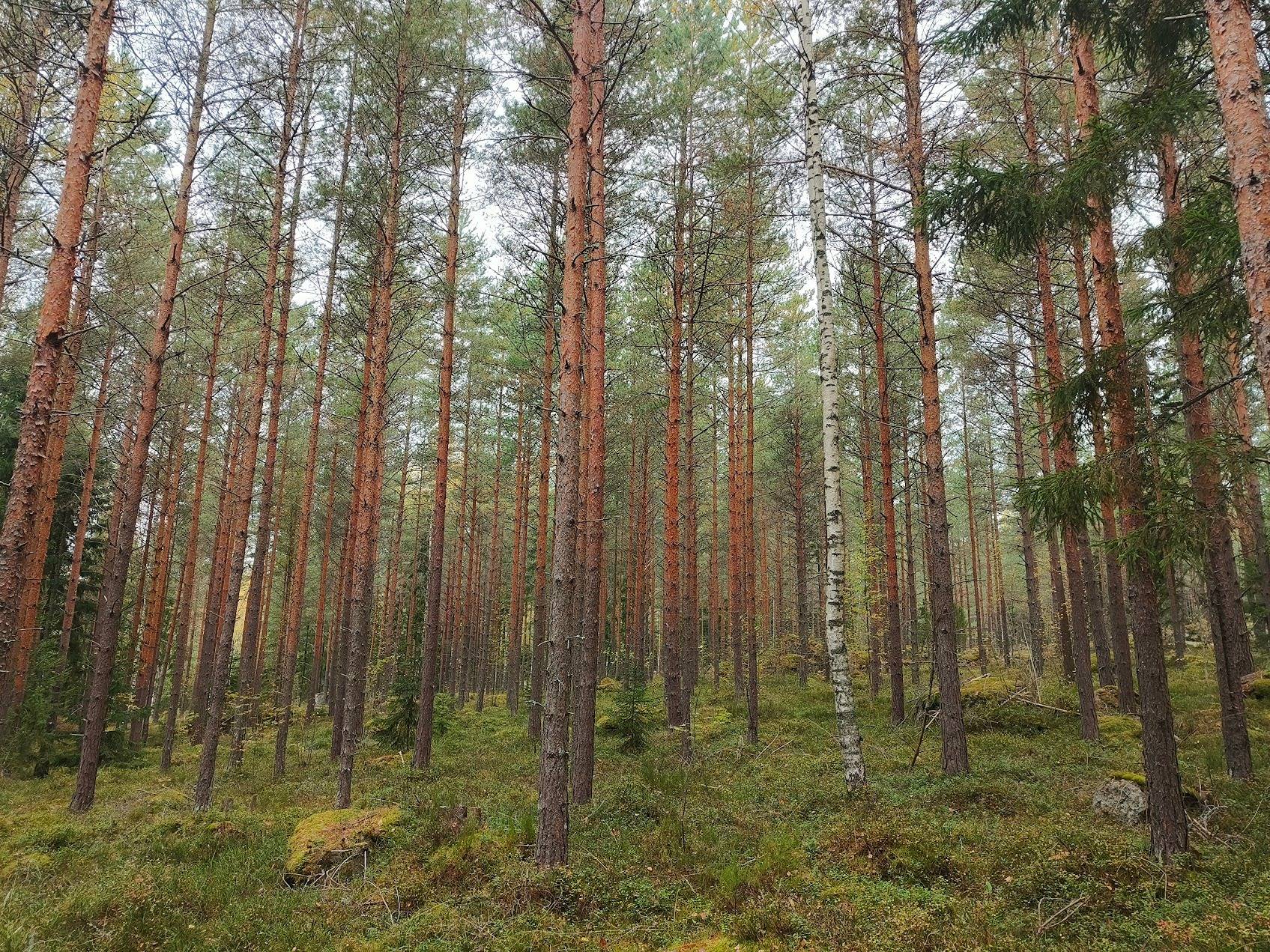 Vilkki, 935-430-1-100 (kaksi määräalaa) 1