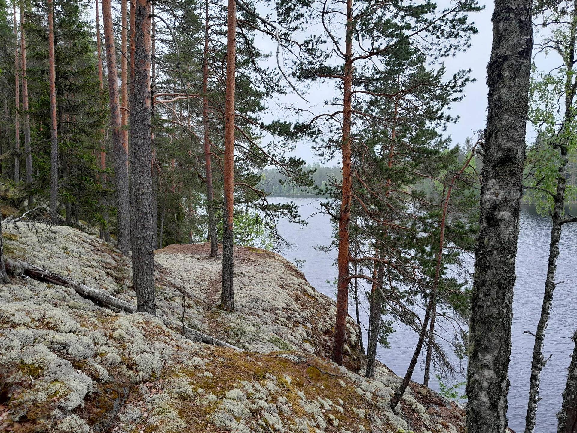 Salmenhaka 592-403-1-33 1