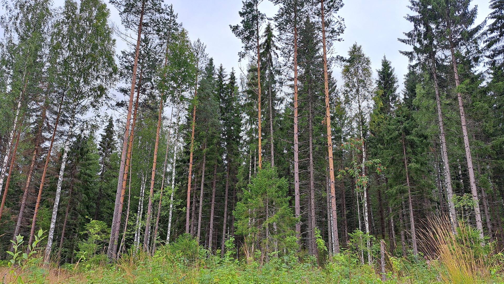 Koivupelto 740-569-8-43 1