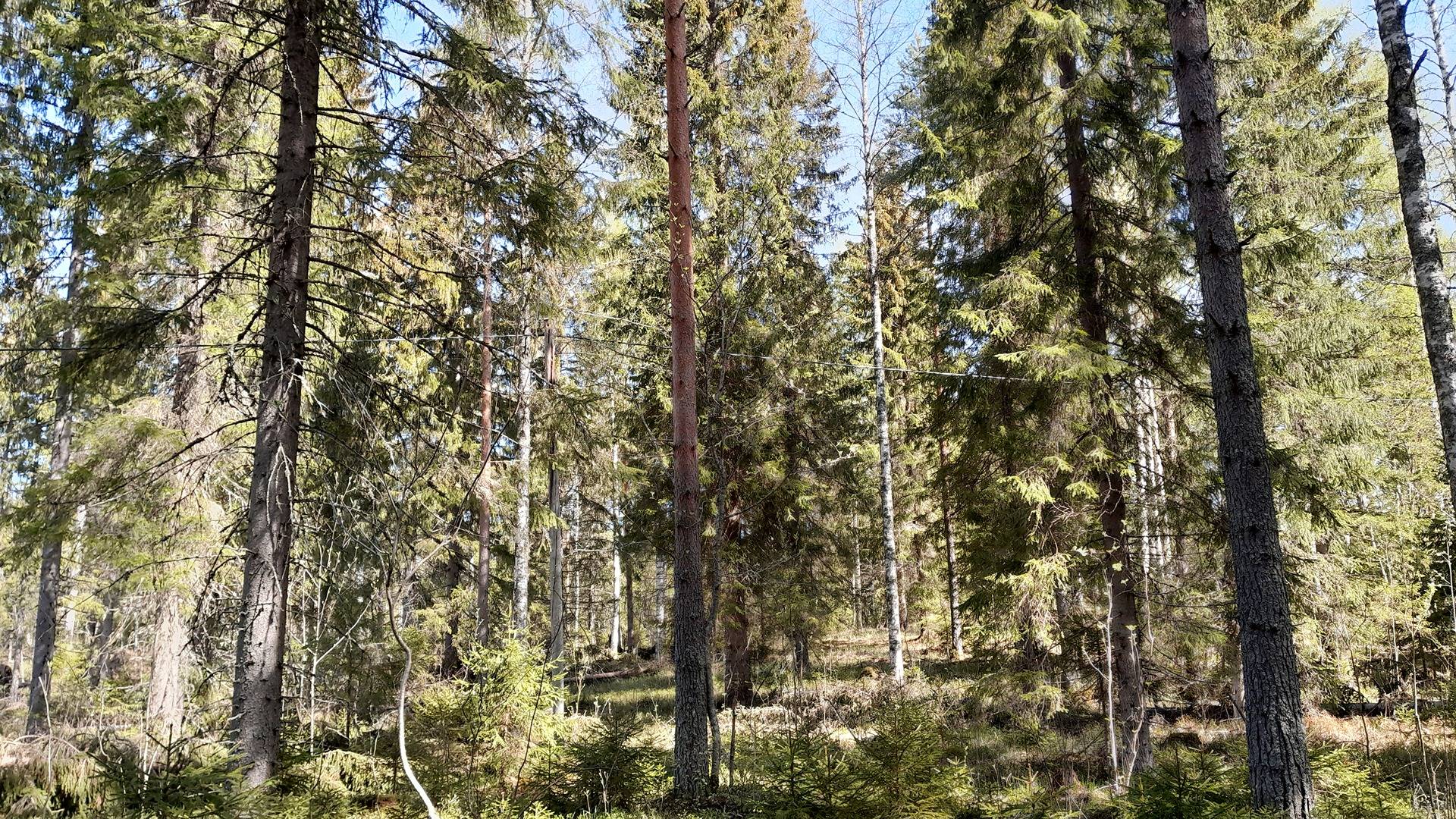 TÖRISEVÄ 260-421-10-10 Puhos 1