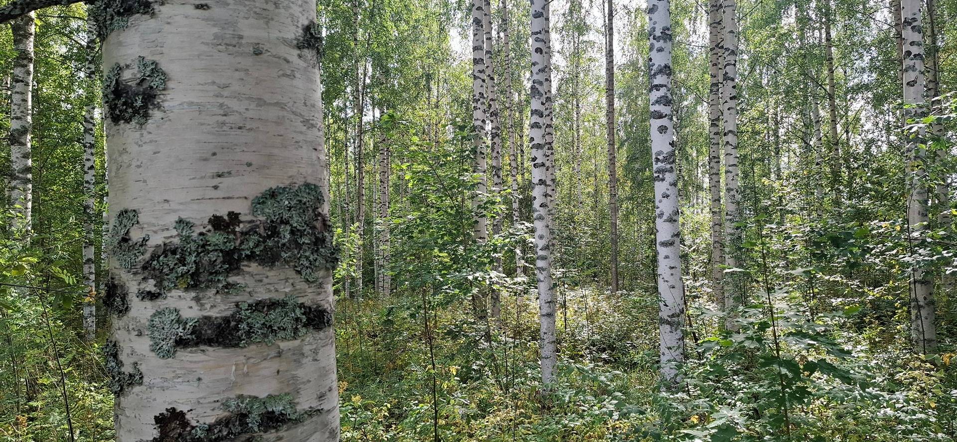 176-409-1-34, KOIVUAHO ja 176-409-1-26 RAJALA, Paalasmaa 1