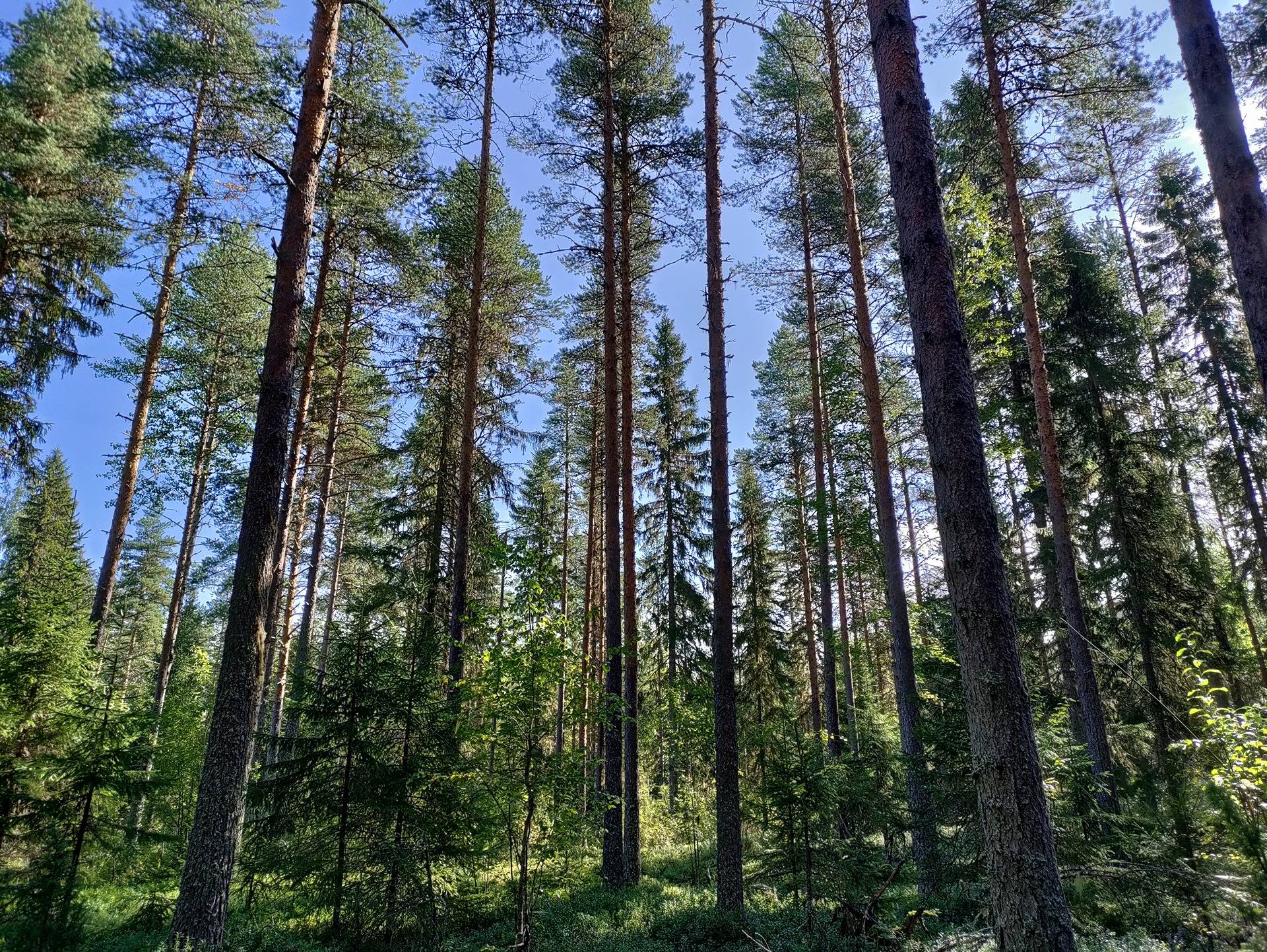 Ahola 563-404-18-52 ja Mäki 563-404-18-53 1