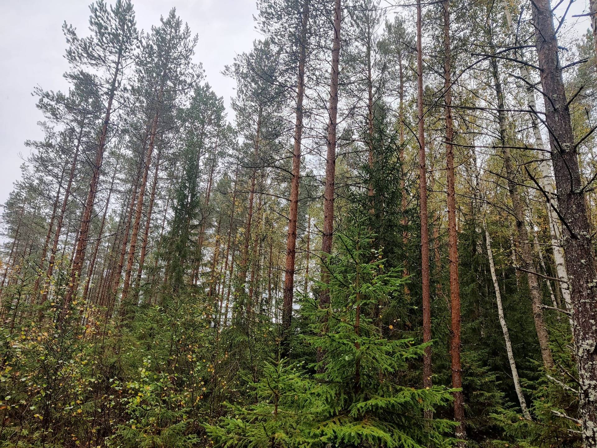 Kansikuva kohteelle Himanka Tomujoki Metsätila Tuomikorpi 6:13 16.13 ha