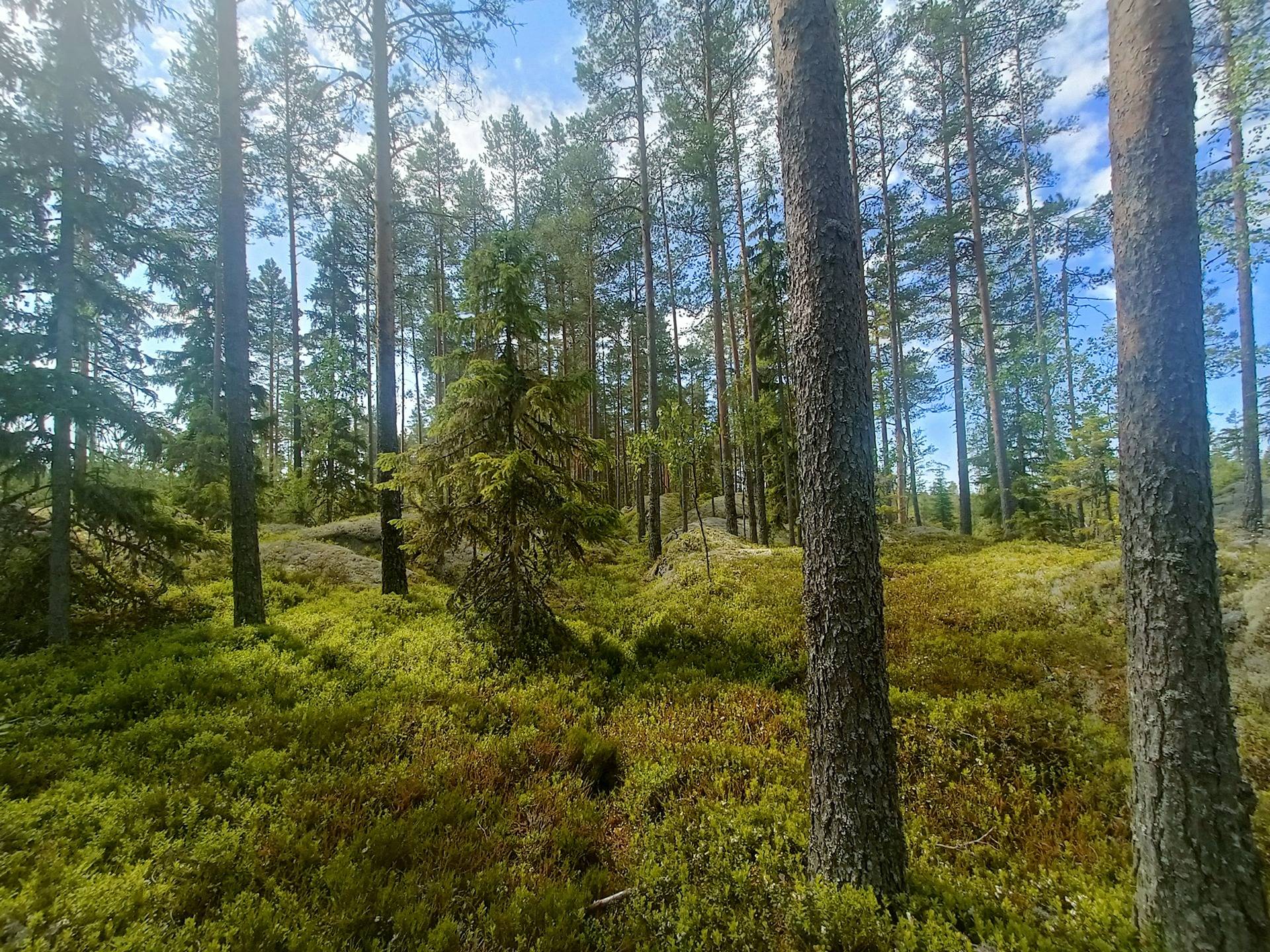 Svensberg 31:63, Lappfjärd 1