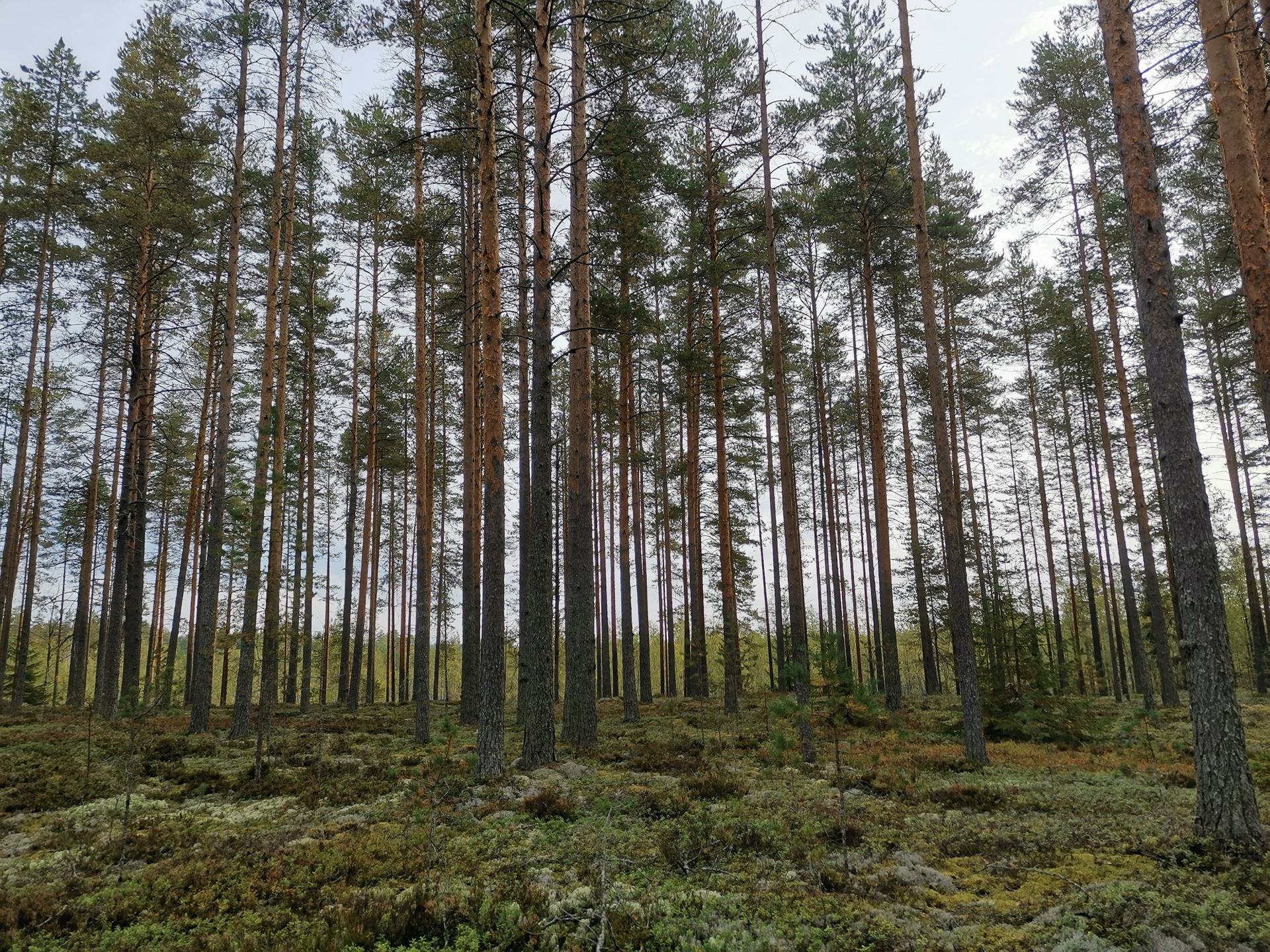 KAINULA 260-443-7-54, KAILA 260-443-7-17 ja KANAVARANTA 260-443-7-55 Kesälahti 1