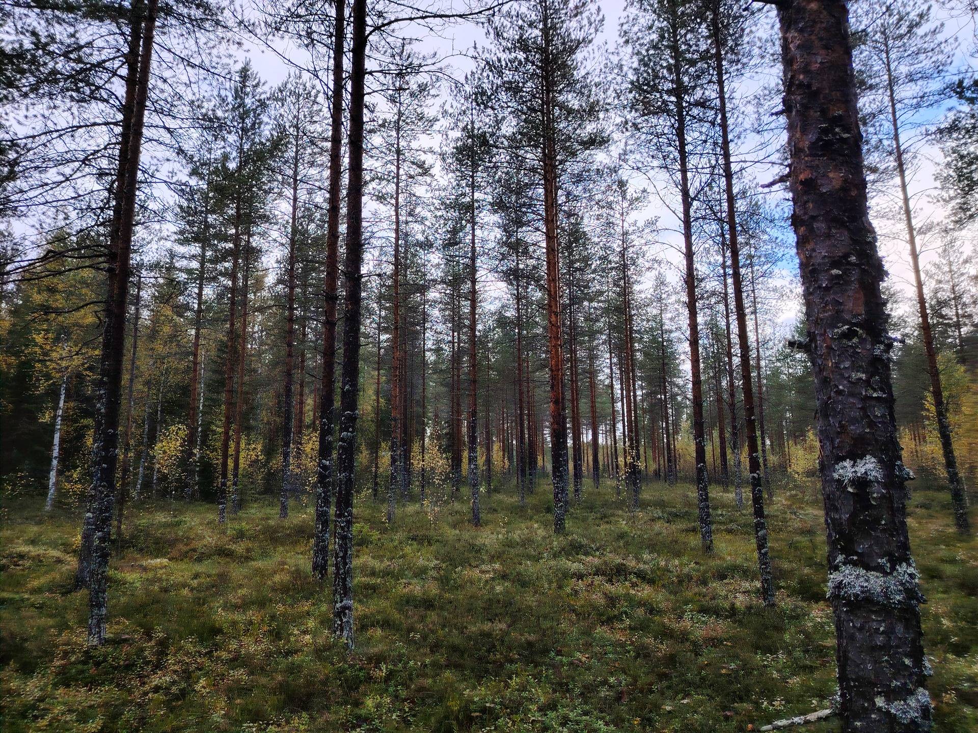 NEVALA 146-432-55-1, Myllykorpi 1