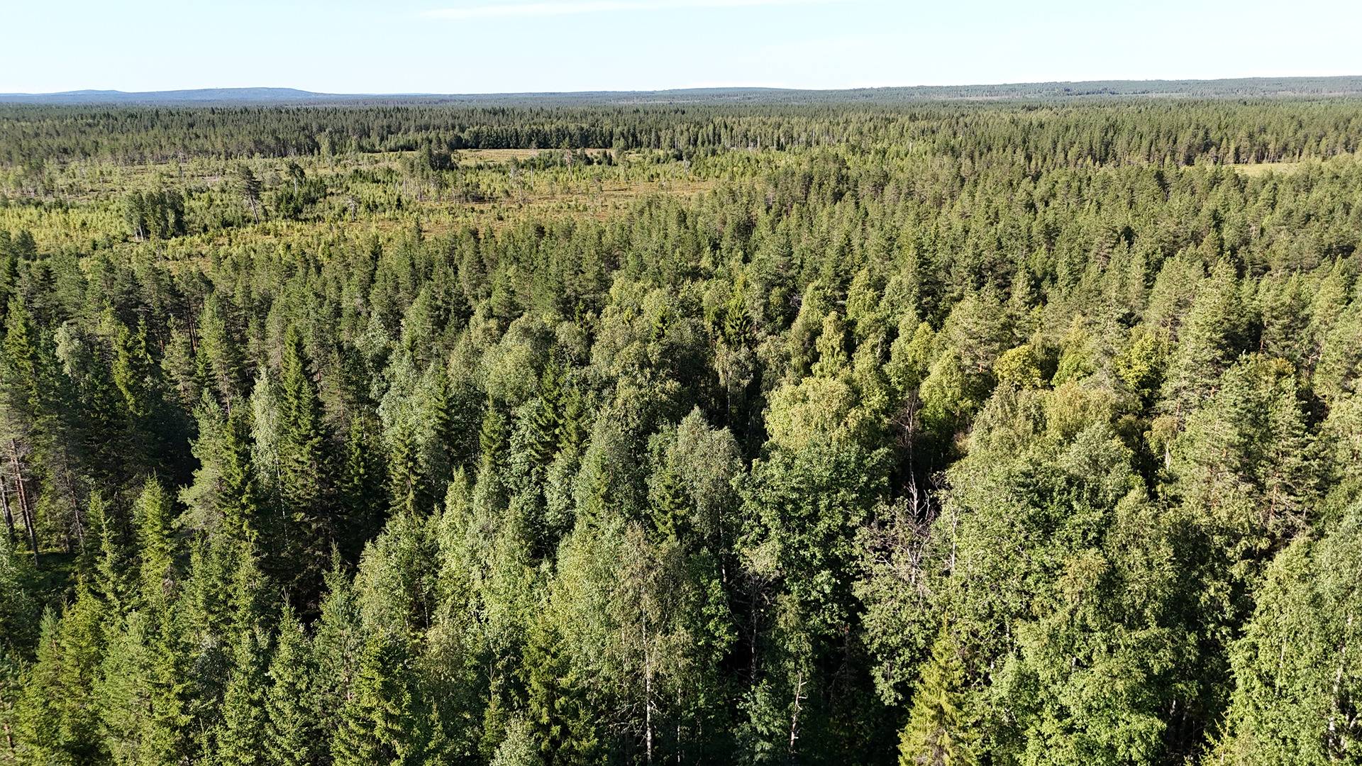 KEMPPAALA 620-405-11-3 määräalakiinteistö n. 23,51 ha Puolangan kk:ltä n. 39 km 1