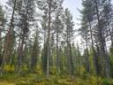 Marjalehto, määräala 305-411-111-22  1