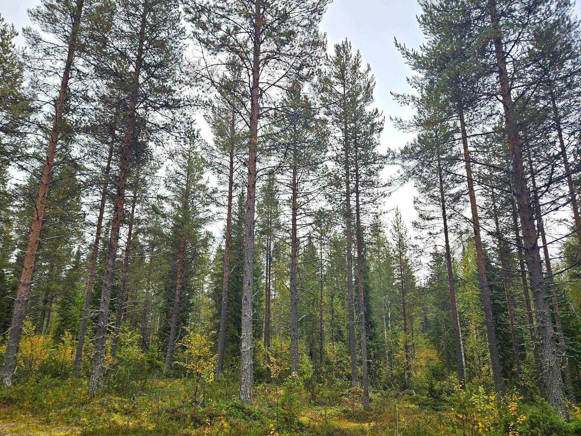 Marjalehto, määräala 305-411-111-22  1