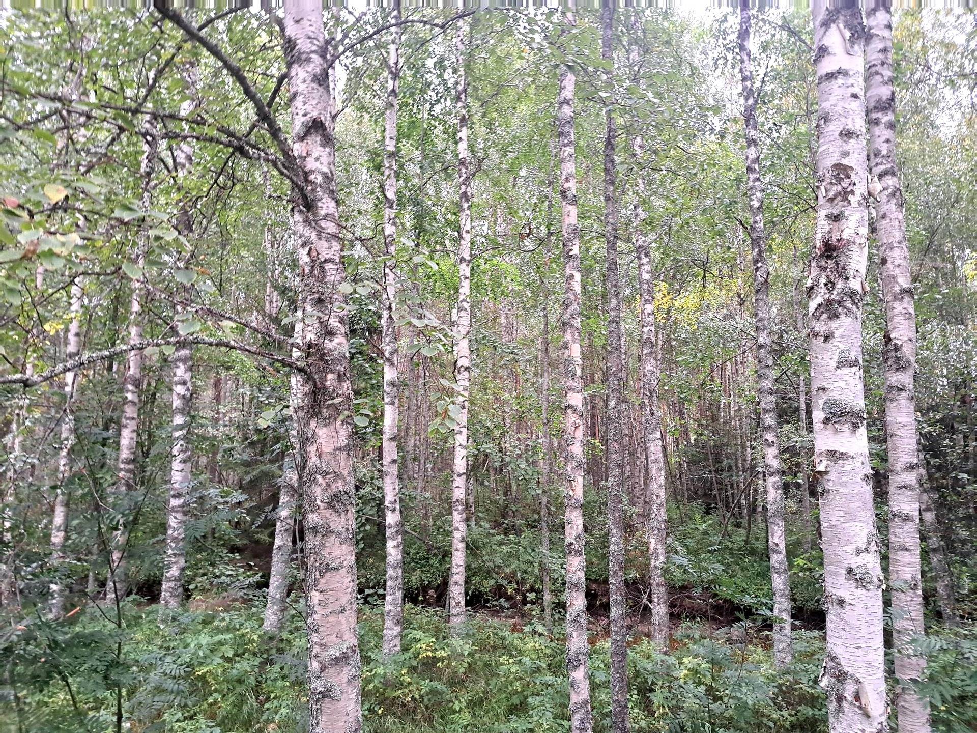 Iivari 791-434-7-10 1