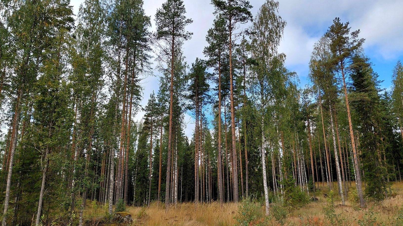 Ahola 593-404-5-10 1