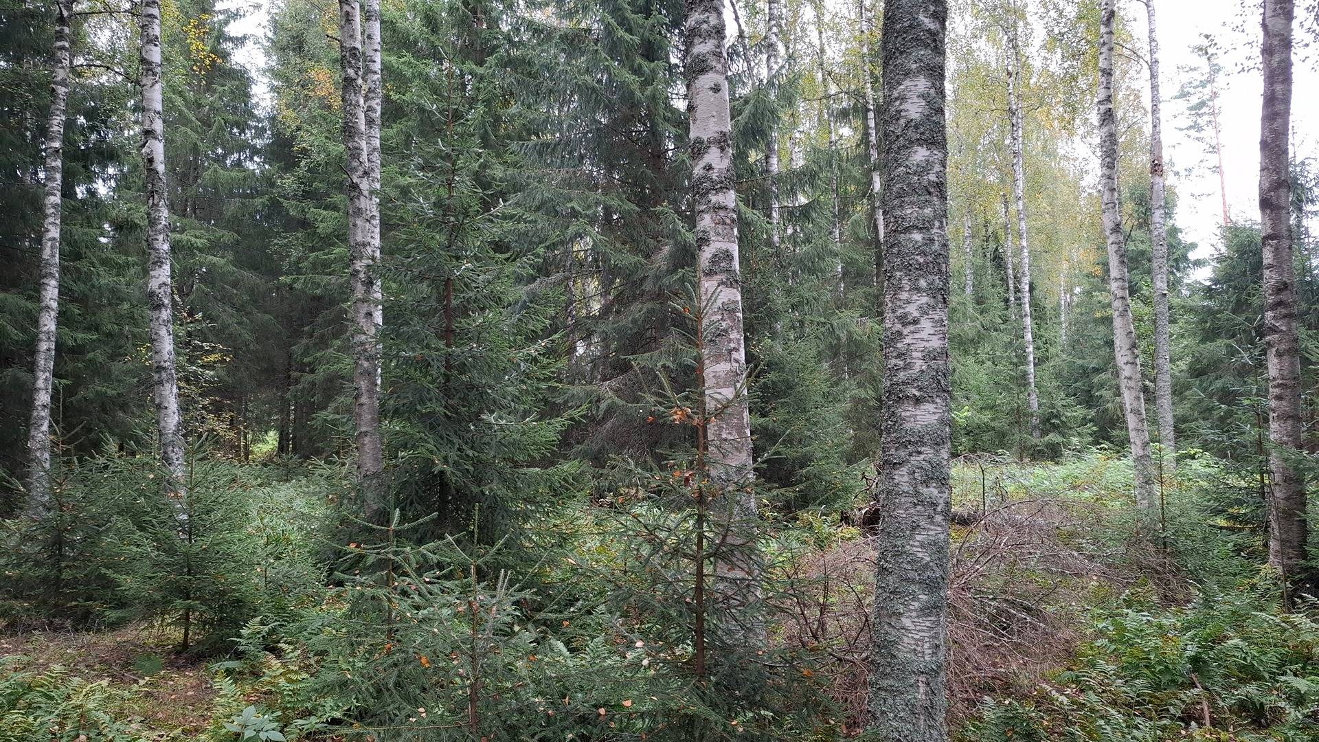 Kansikuva kohteelle Määräala TÄHKÄMAA 1:878