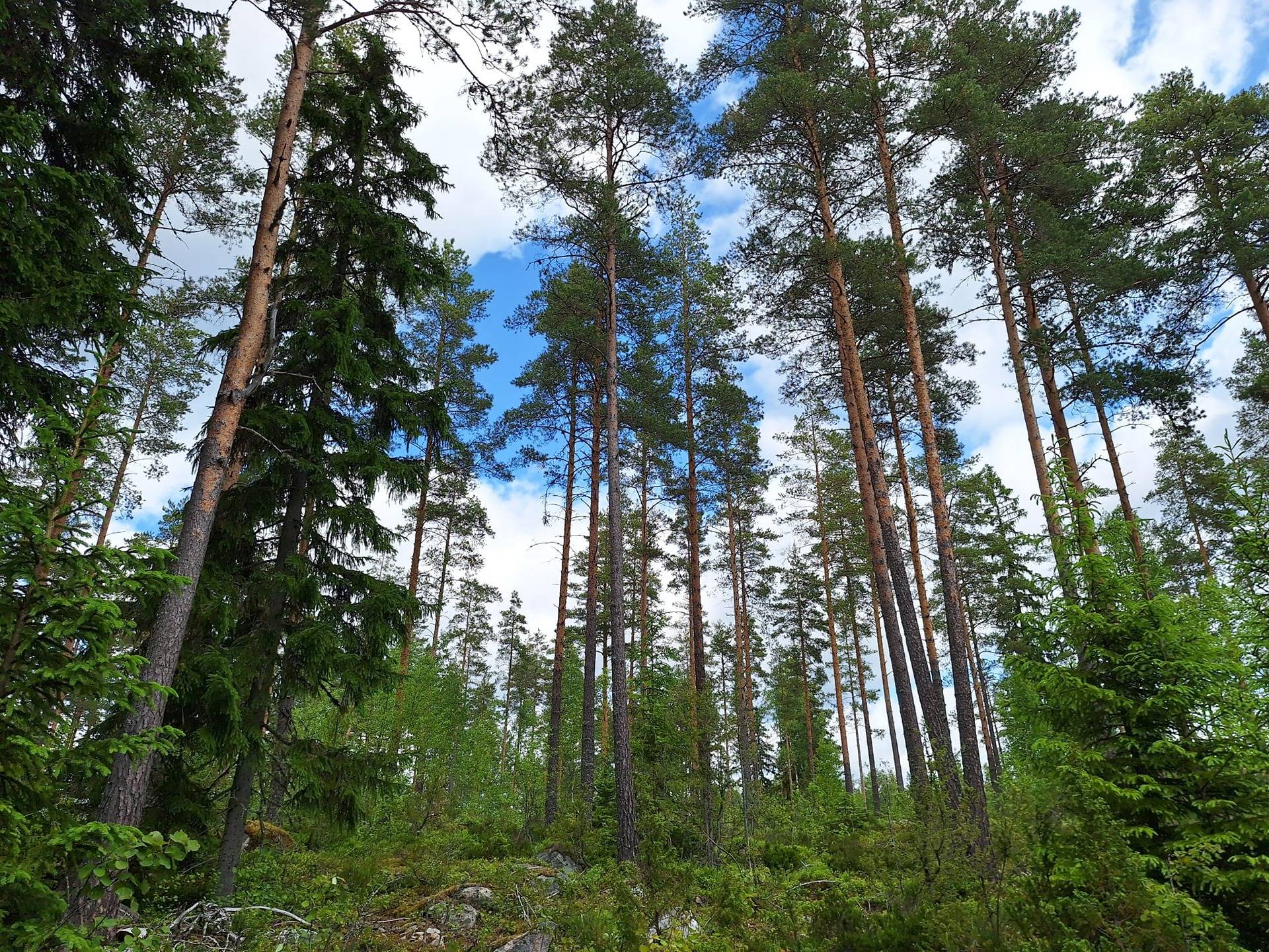 Määräala metsää Kankaanpäässä, Ylinen 1