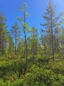 Palola 72-401-109-12 1