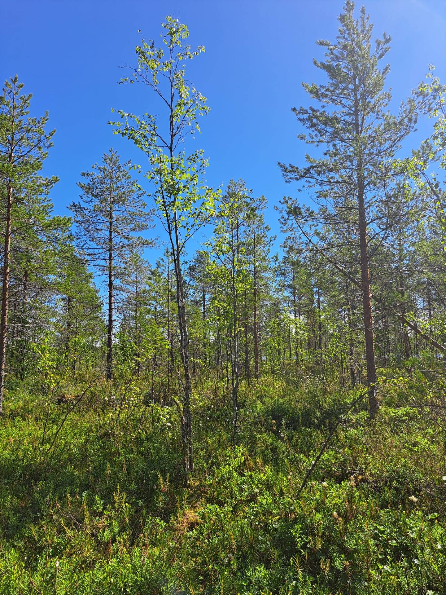 Palola 72-401-109-12 1