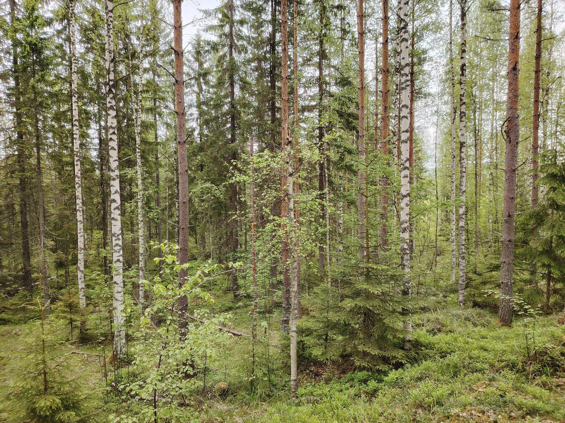 RYHÄ 167-425-29-7, Tuupovaara 1