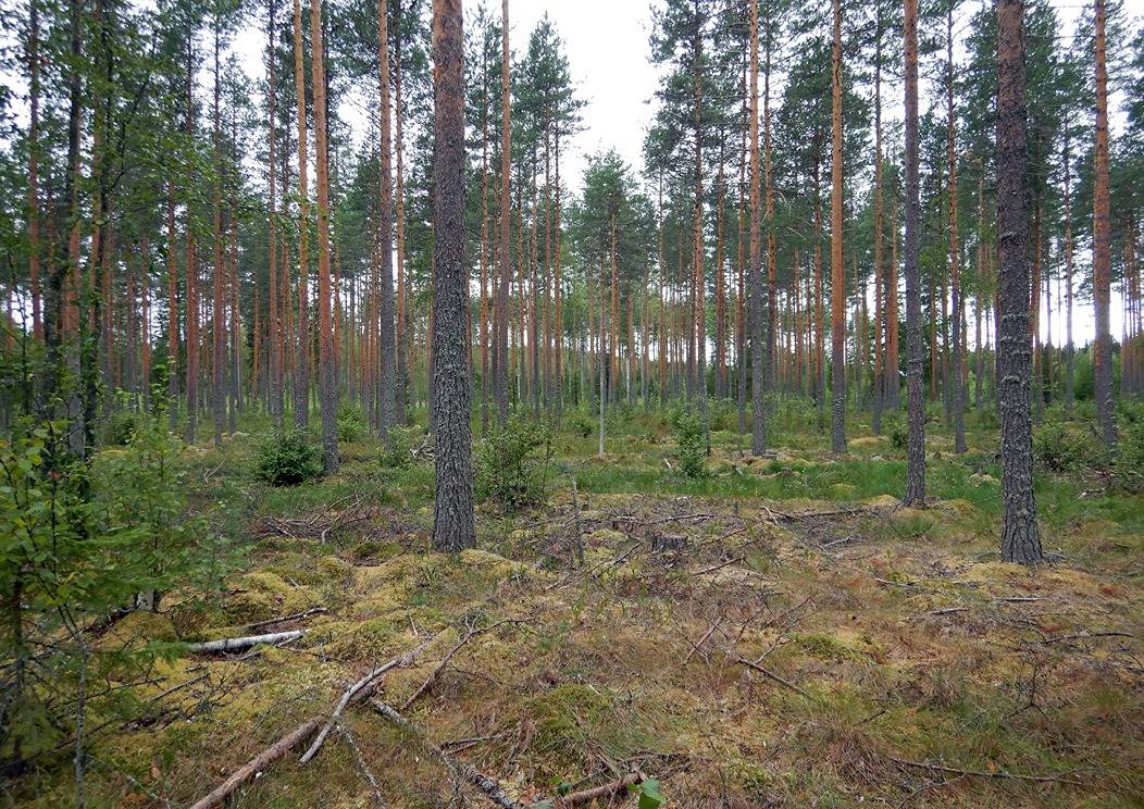 Inkerilä 2:416 (90-404-2-416) 1