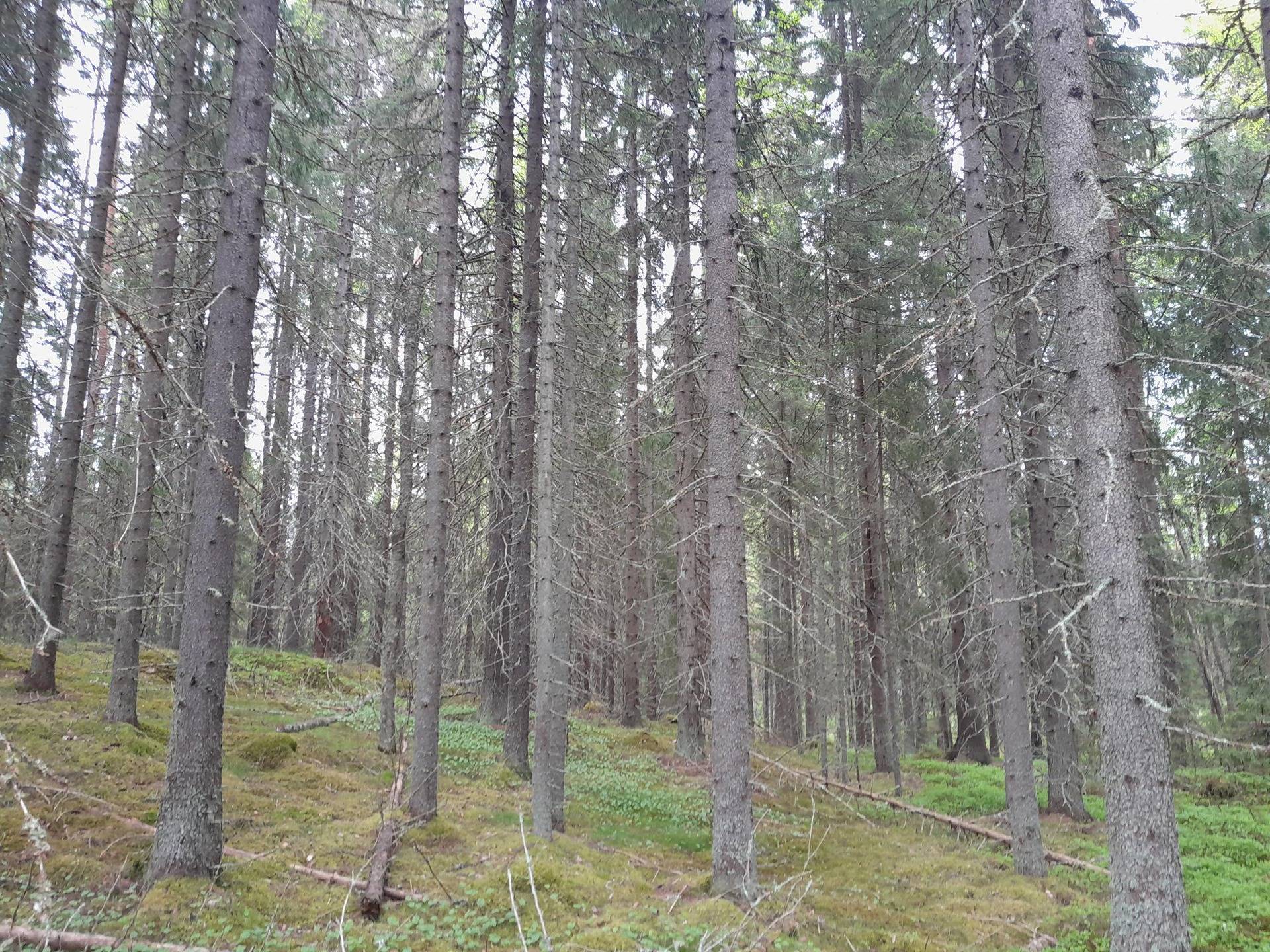 Järvikumpu 592-403-1-30 1