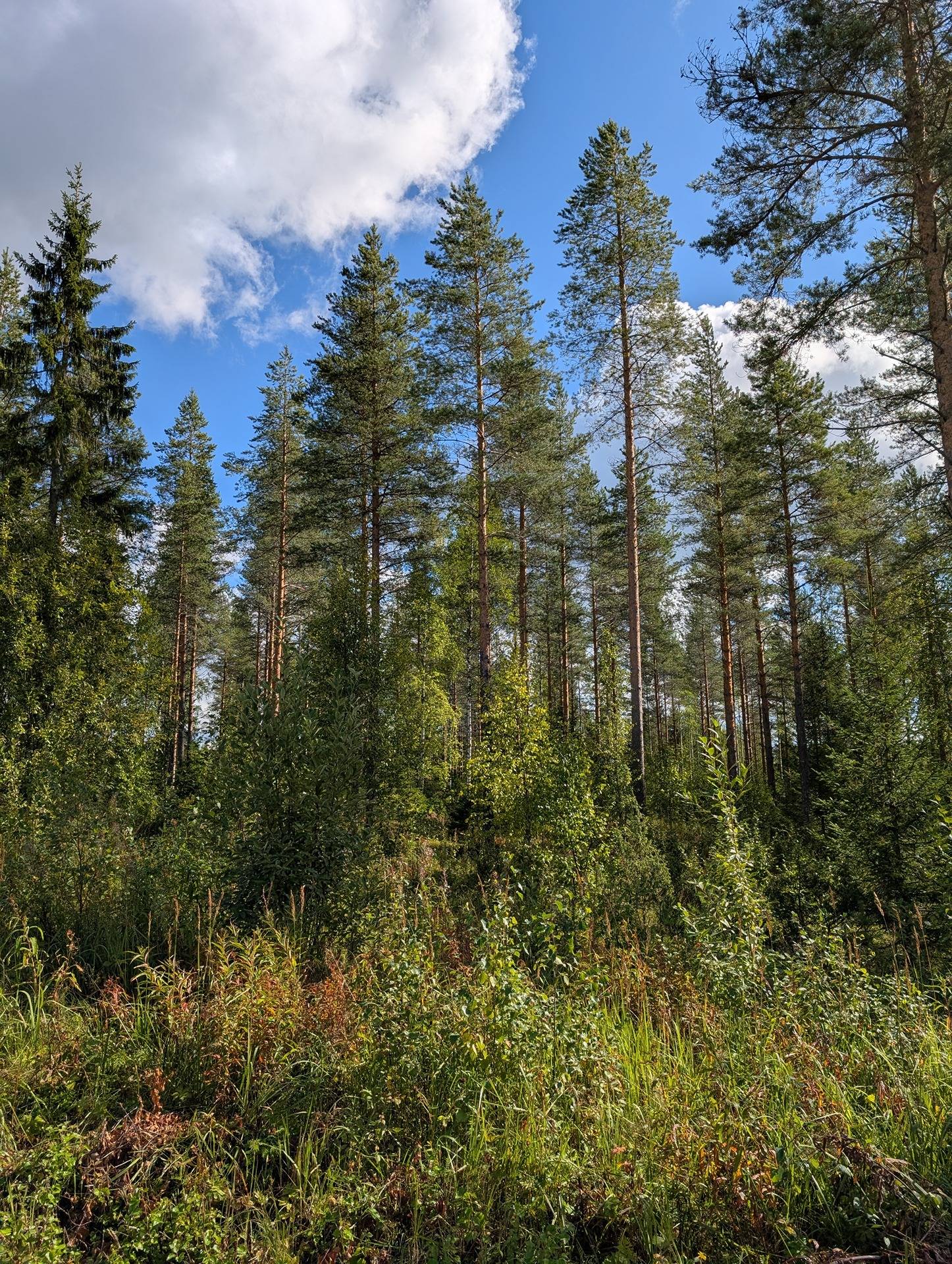 Nurkkala 578-404-4-15; Nurkkala II 578-404-4-19; Kunnas 578-404-24-13; Kunnas II 578-404-24-43 1