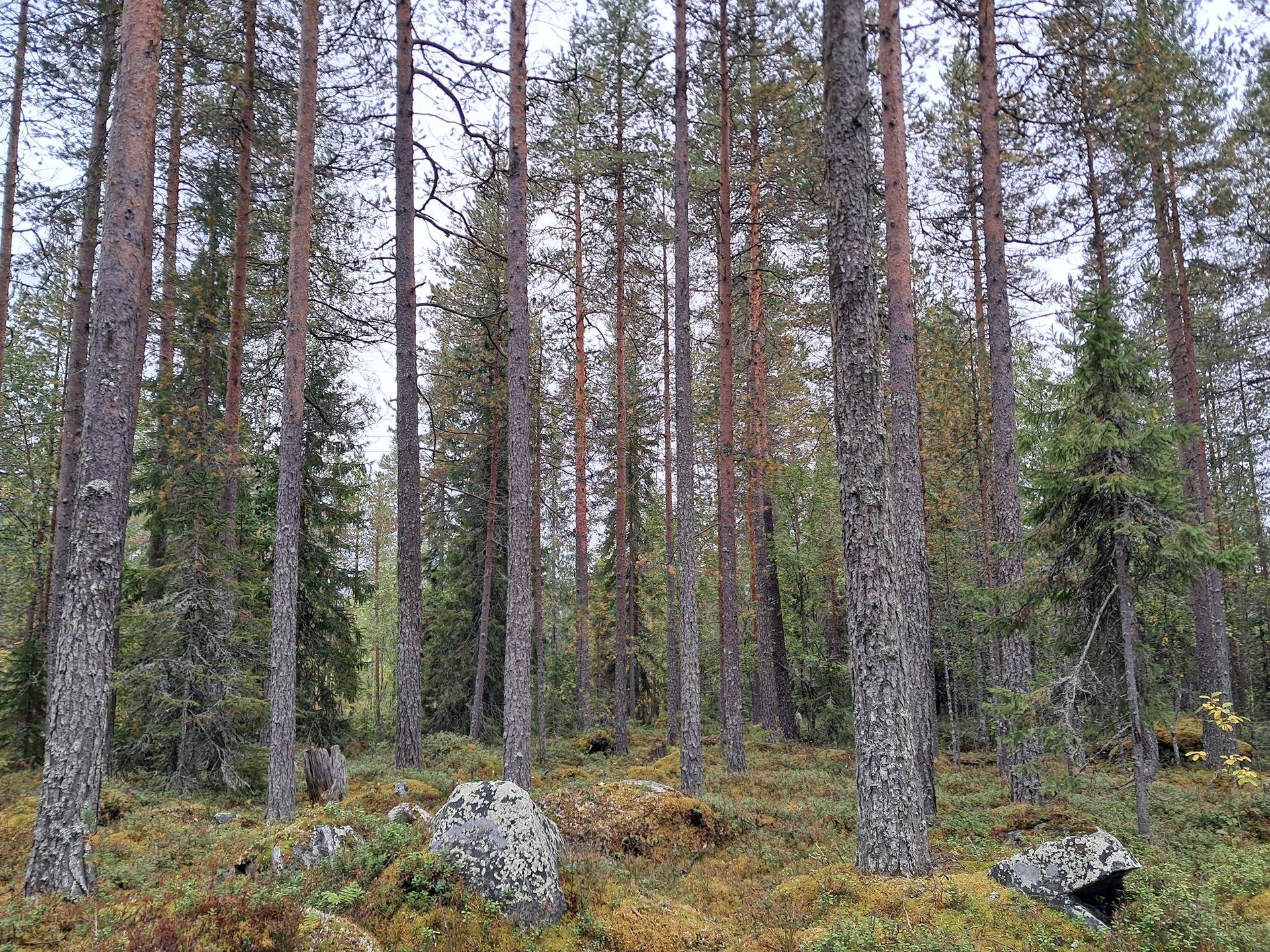 Kansikuva kohteelle Ahonoja 698-406-37-2