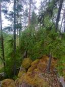 Kuusivaara 698-405-1-36 1