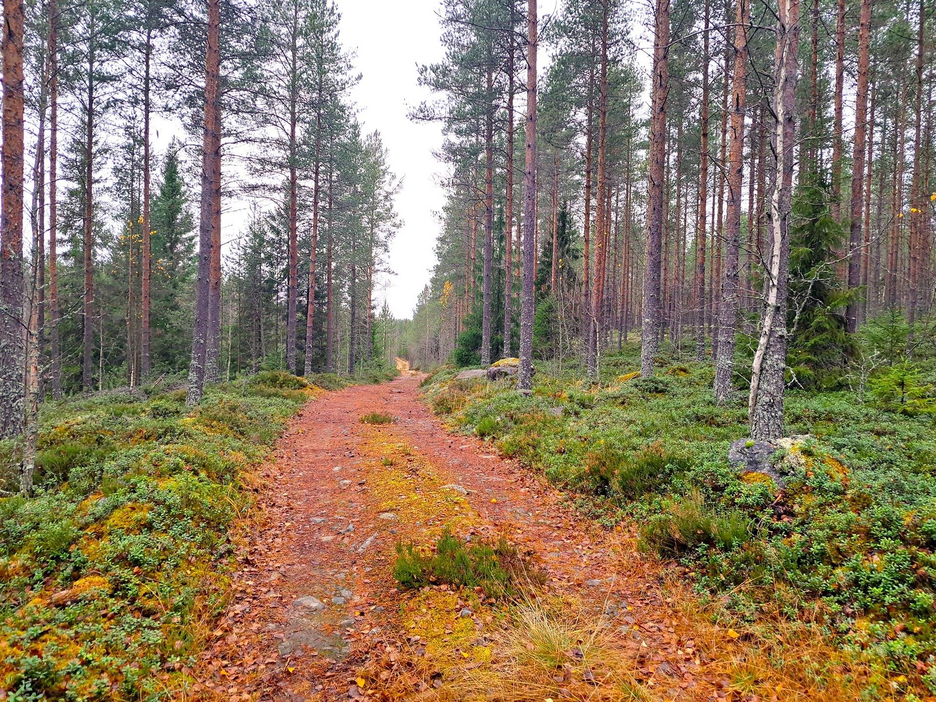 Evijärvi Kattilakoski ISOKANGAS 1:27 ja HÖFORS 1:24 metsätilat 146,9 ha 1