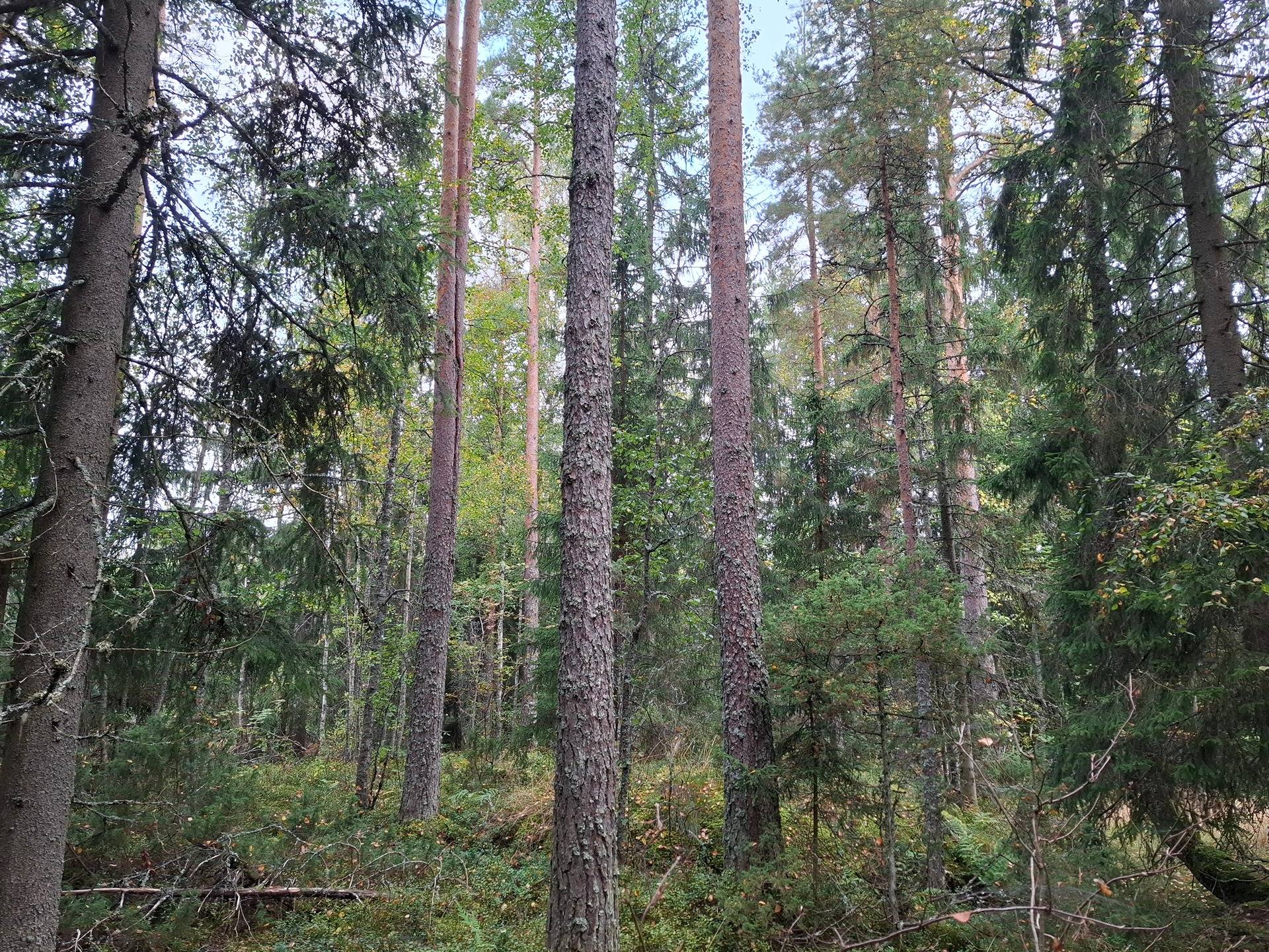 Karimäki 2 790-511-2-53 ja 790-511-2-279 Karimäki 1