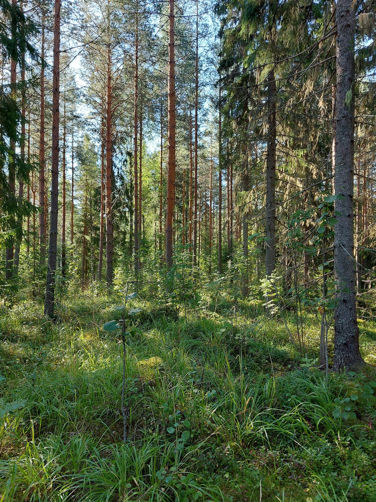 Kivikkoaho 915-435-6-62 ja Kivikkoranta 915-435-6-64 1
