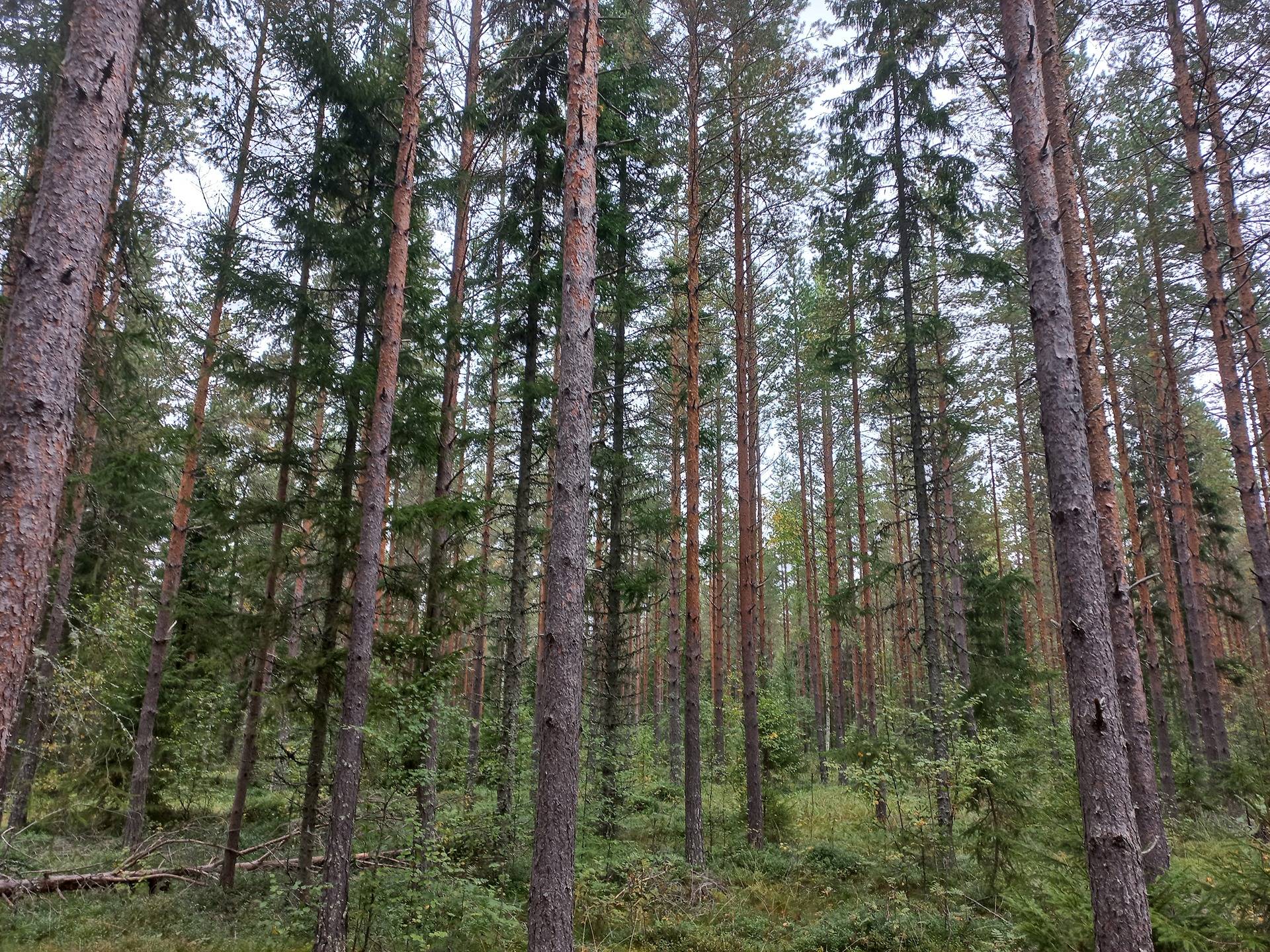 Jurva Kohtala I 301-413-34-3 ja Kohtala-Kakkuri 301-413-11-55 1