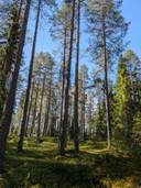 Hauta-aho 777-404-25-0 ja Lisä Hauta-aho 777-404-59-0 1