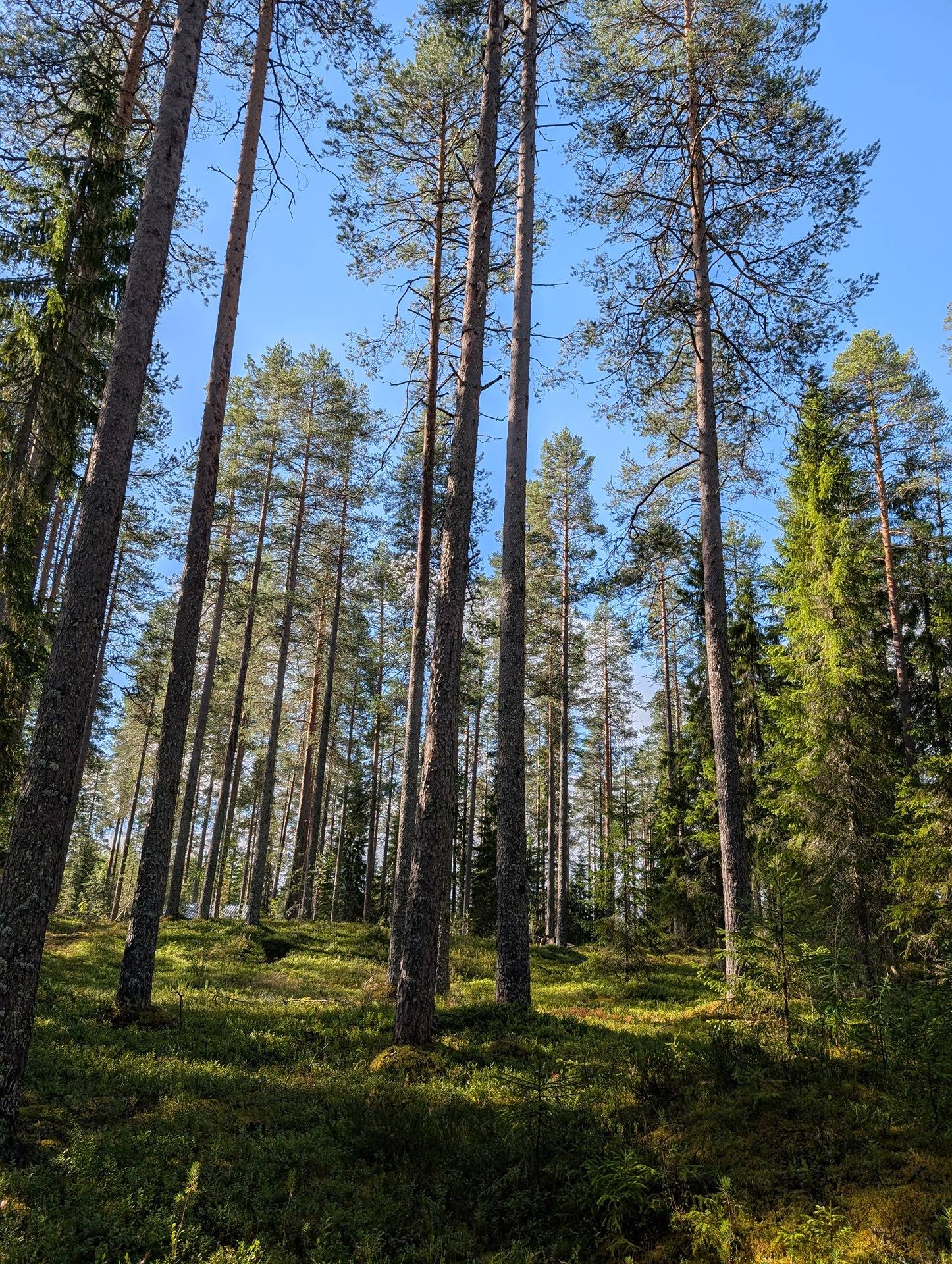 Hauta-aho 777-404-25-0 ja Lisä Hauta-aho 777-404-59-0 1