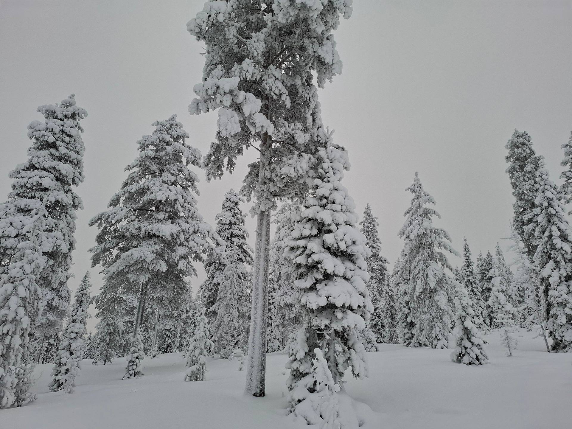 Mäkelä 320-414-33-2 1