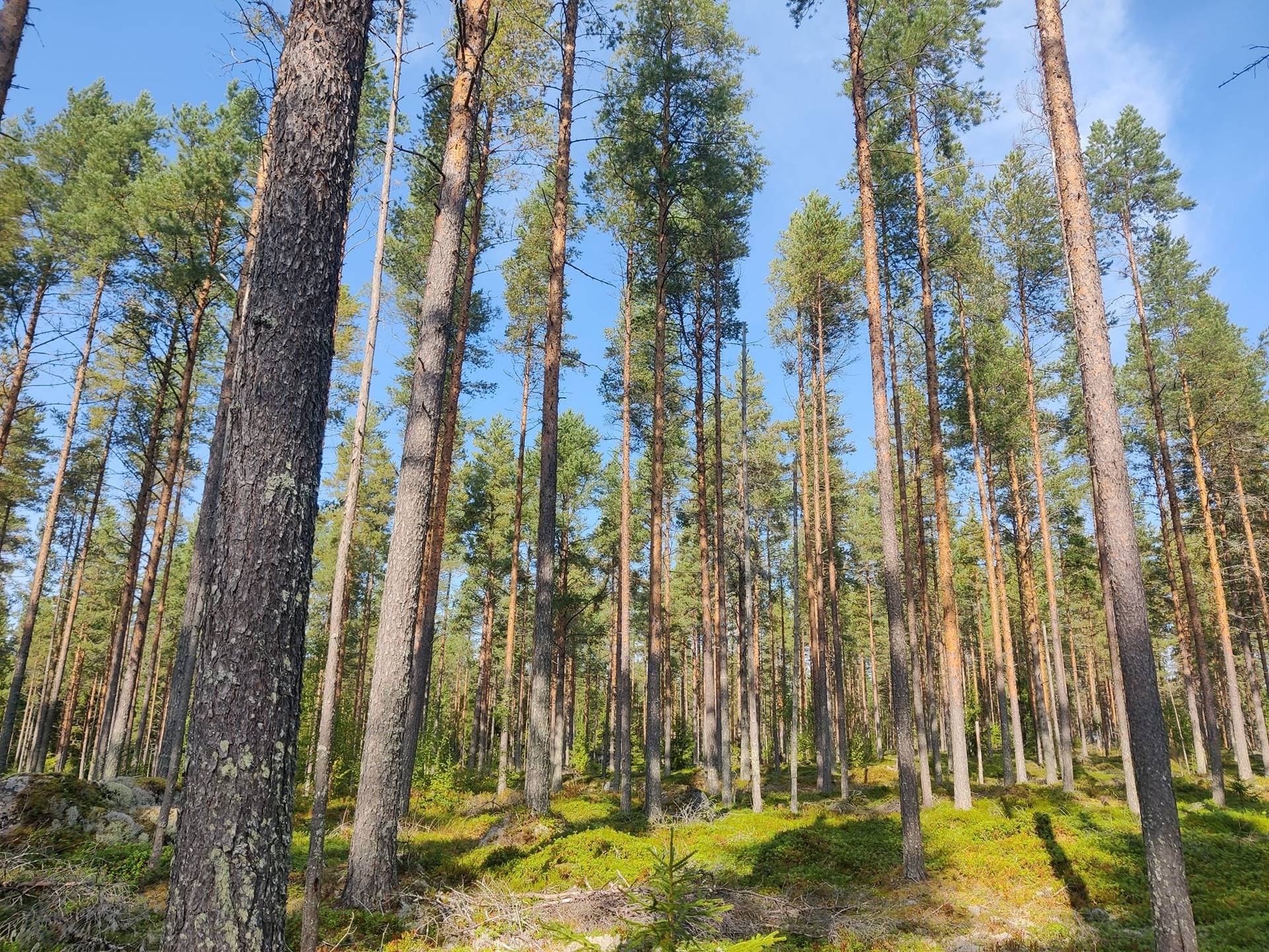 Kansikuva kohteelle Kälviä Honkiperä metsätila Kuurnakangas 12:18 57,96 ha