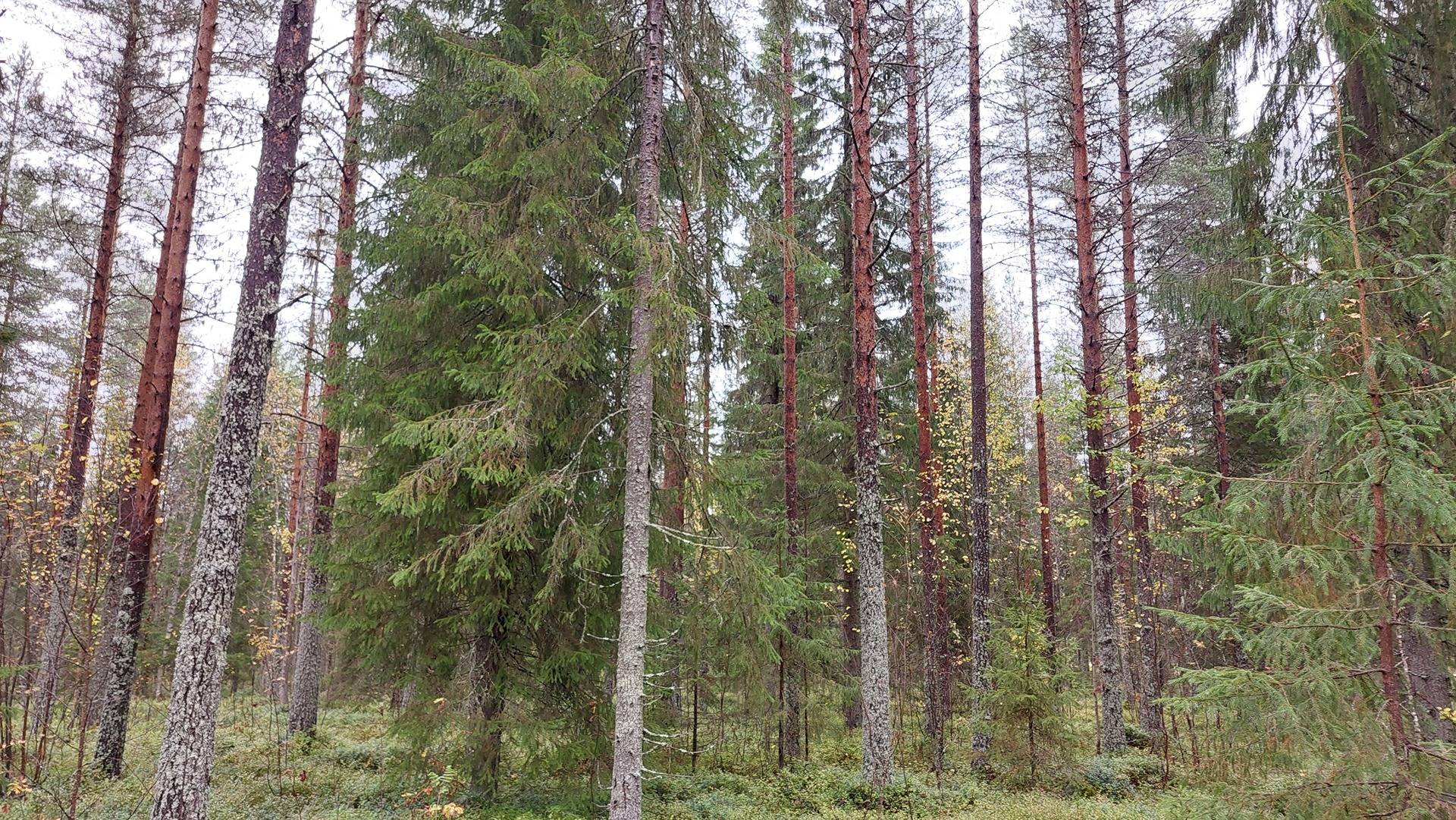 Polviaho 564-424-29-9 Yli-Iissä Tannilassa 1