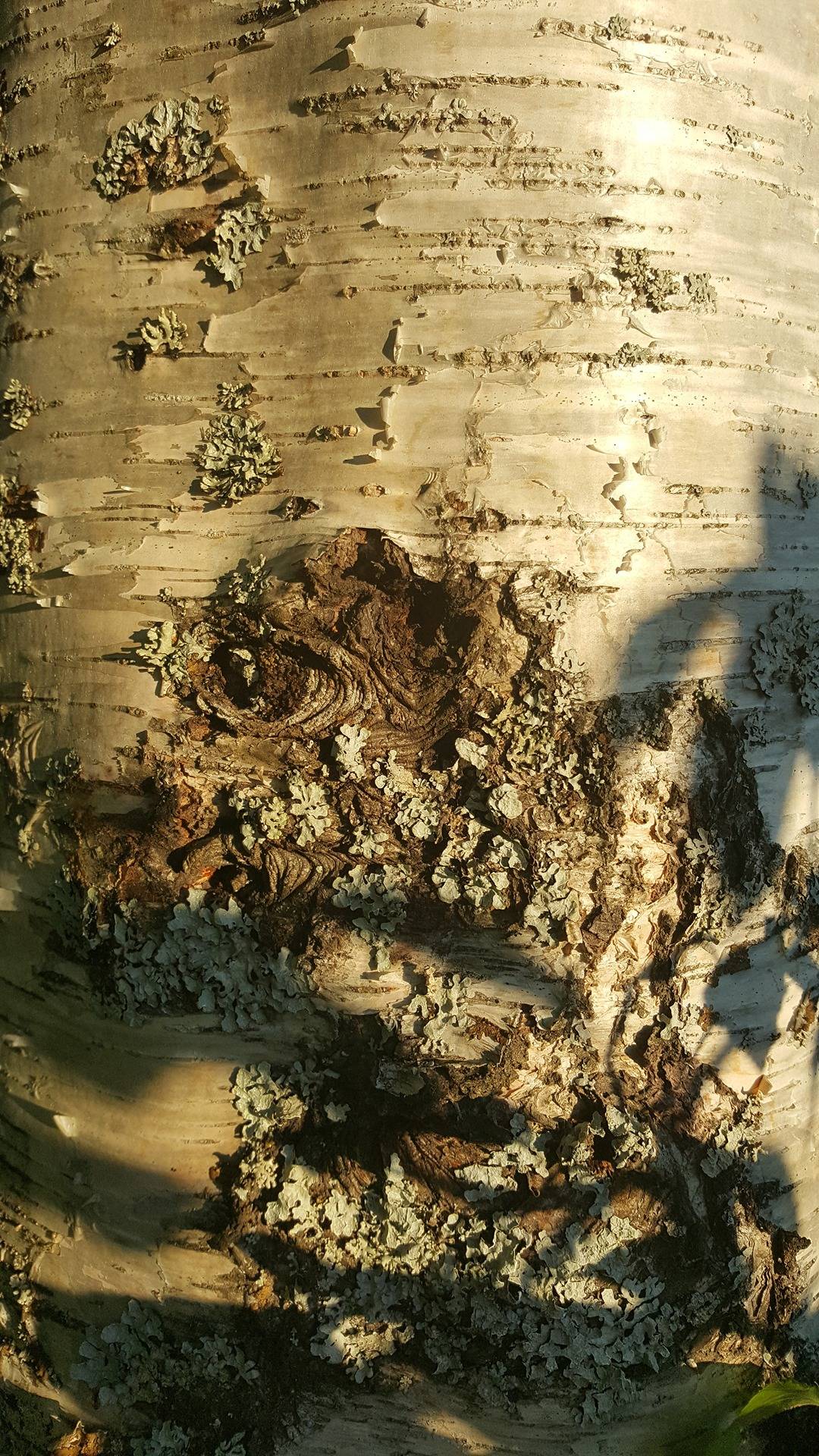 del av/osa Rex 10:74 och/ja del av/osa Heir 10:300, Maxmo/Maksamaa 1