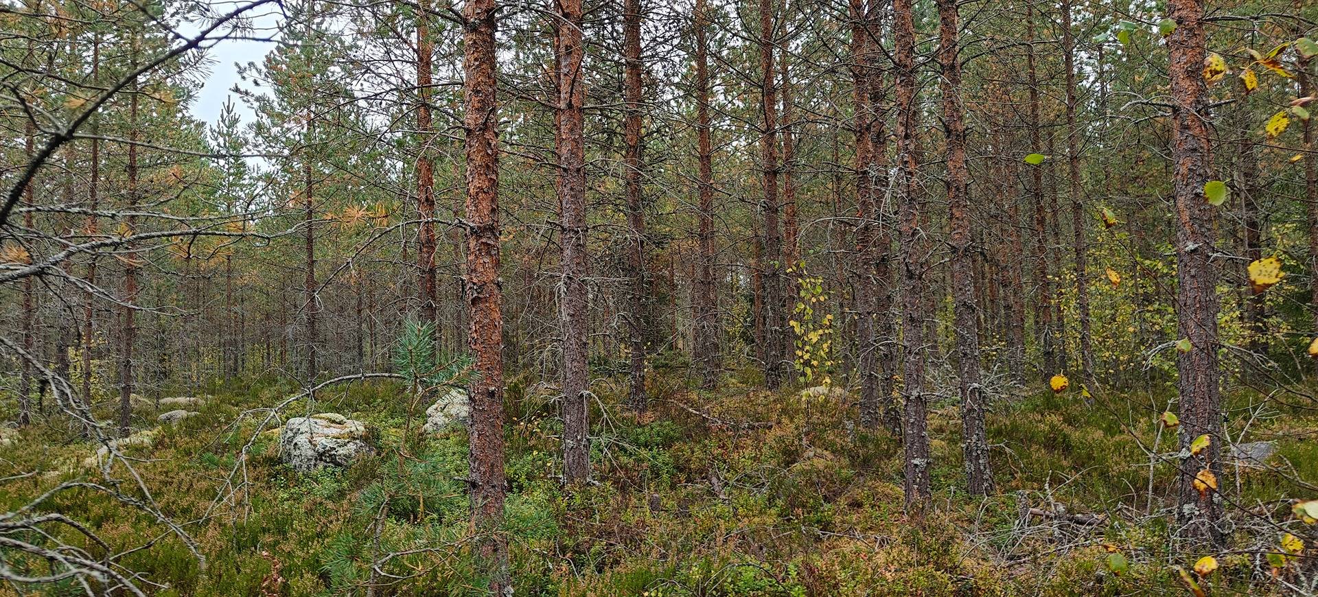 Kuortane, Kannikko 300-401-39-55 1