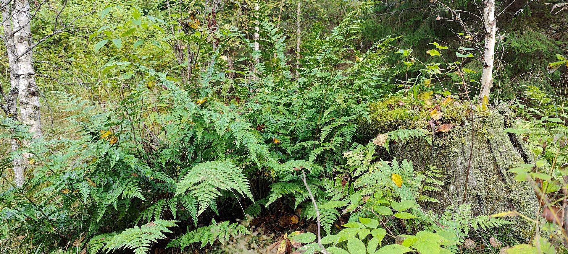 Metsätila Porin Laviassa, Harju 1