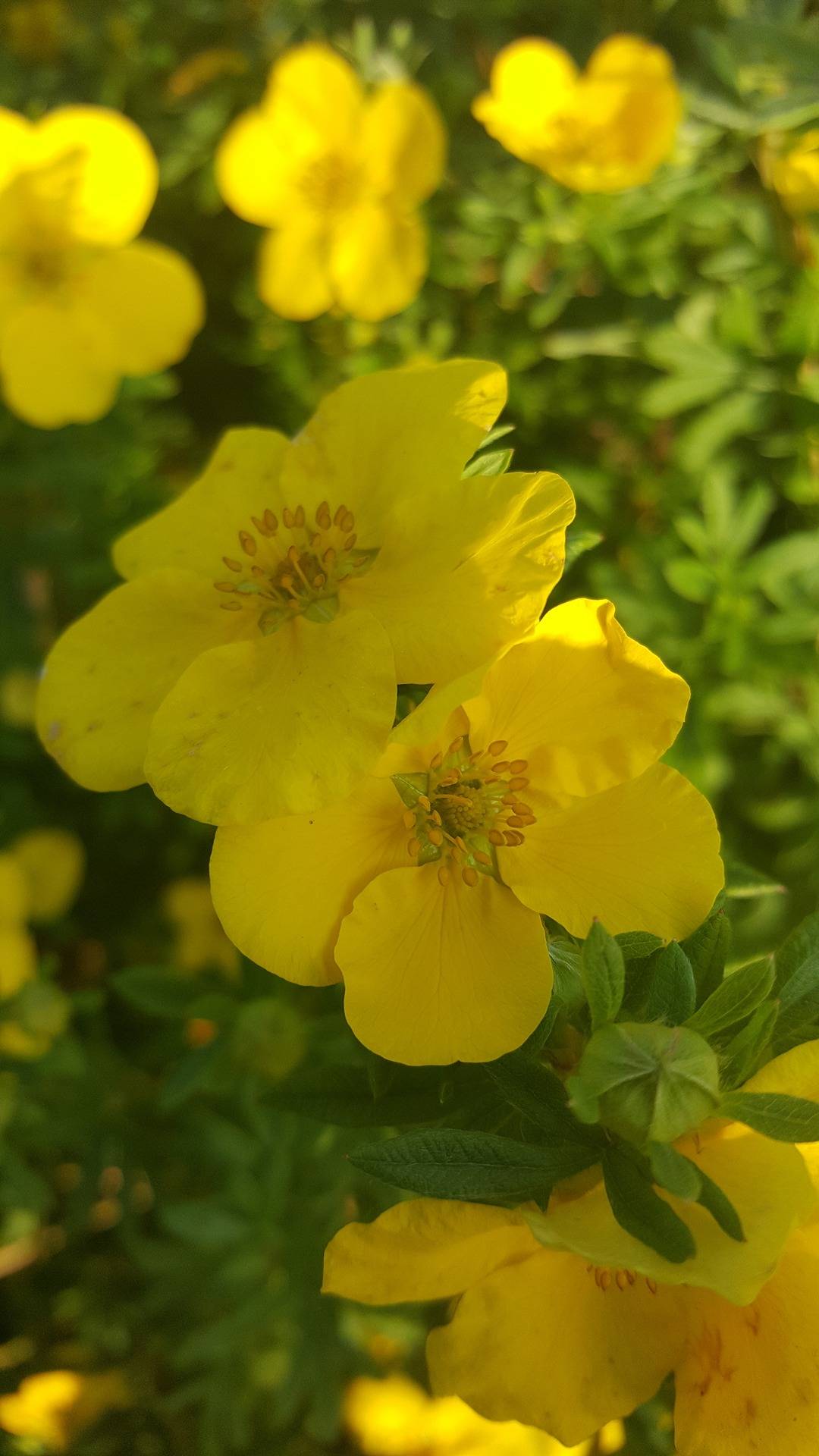 Sjöblom 5:44, Kovjoki 1