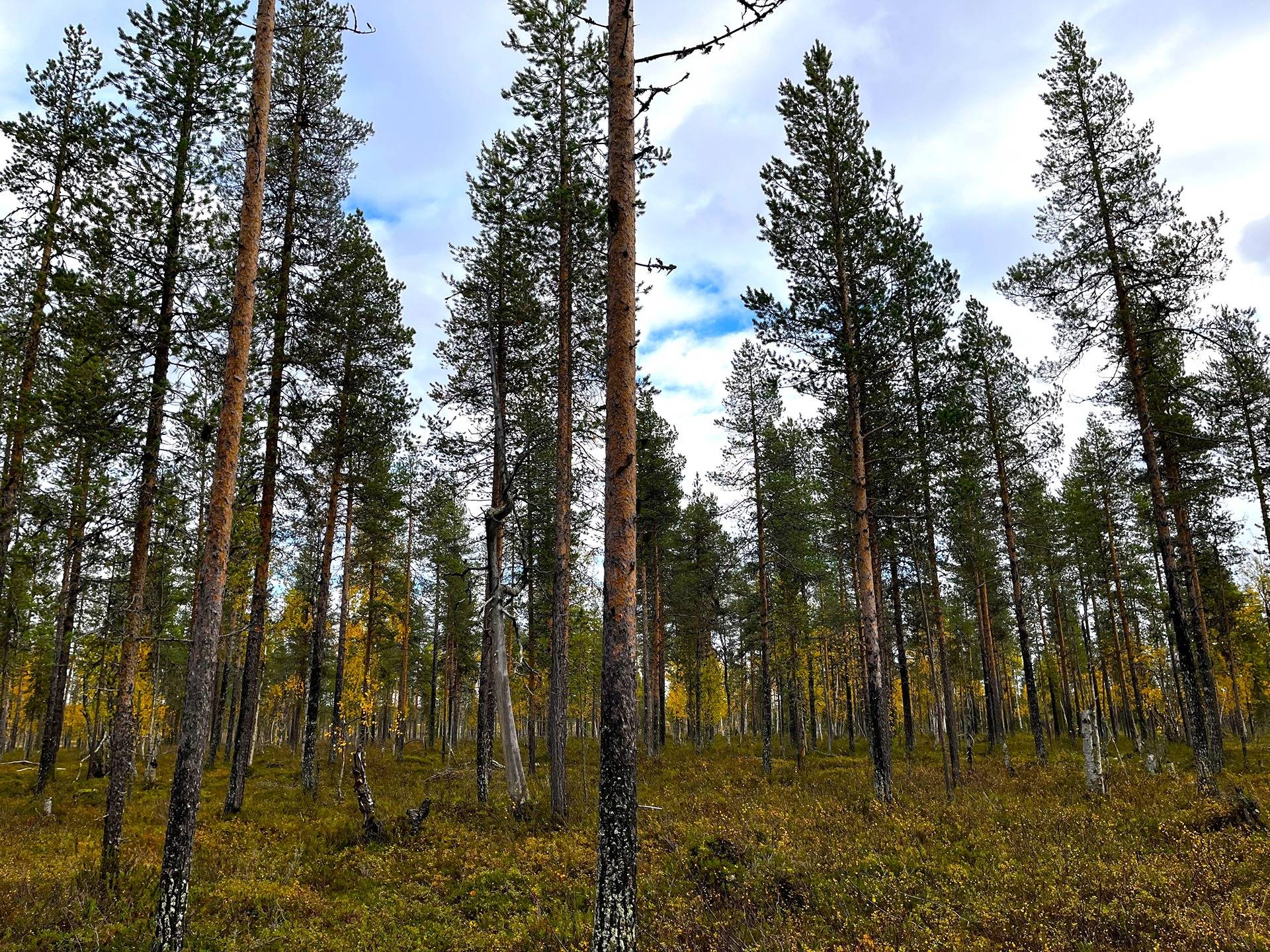 Vesakko 758-408-40-4 1