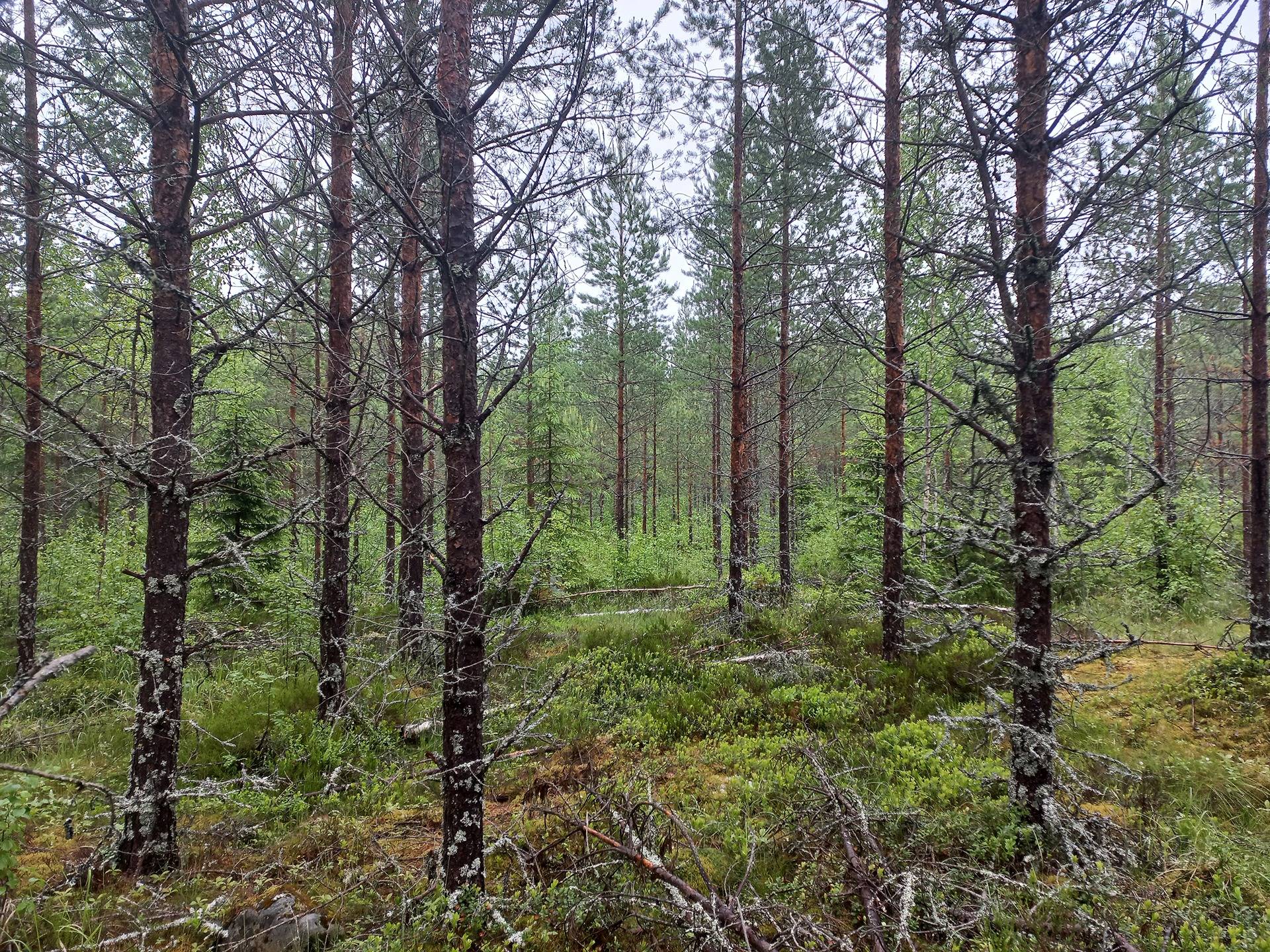 Jalasjärvi Härkämäki 164-406-12-37 1