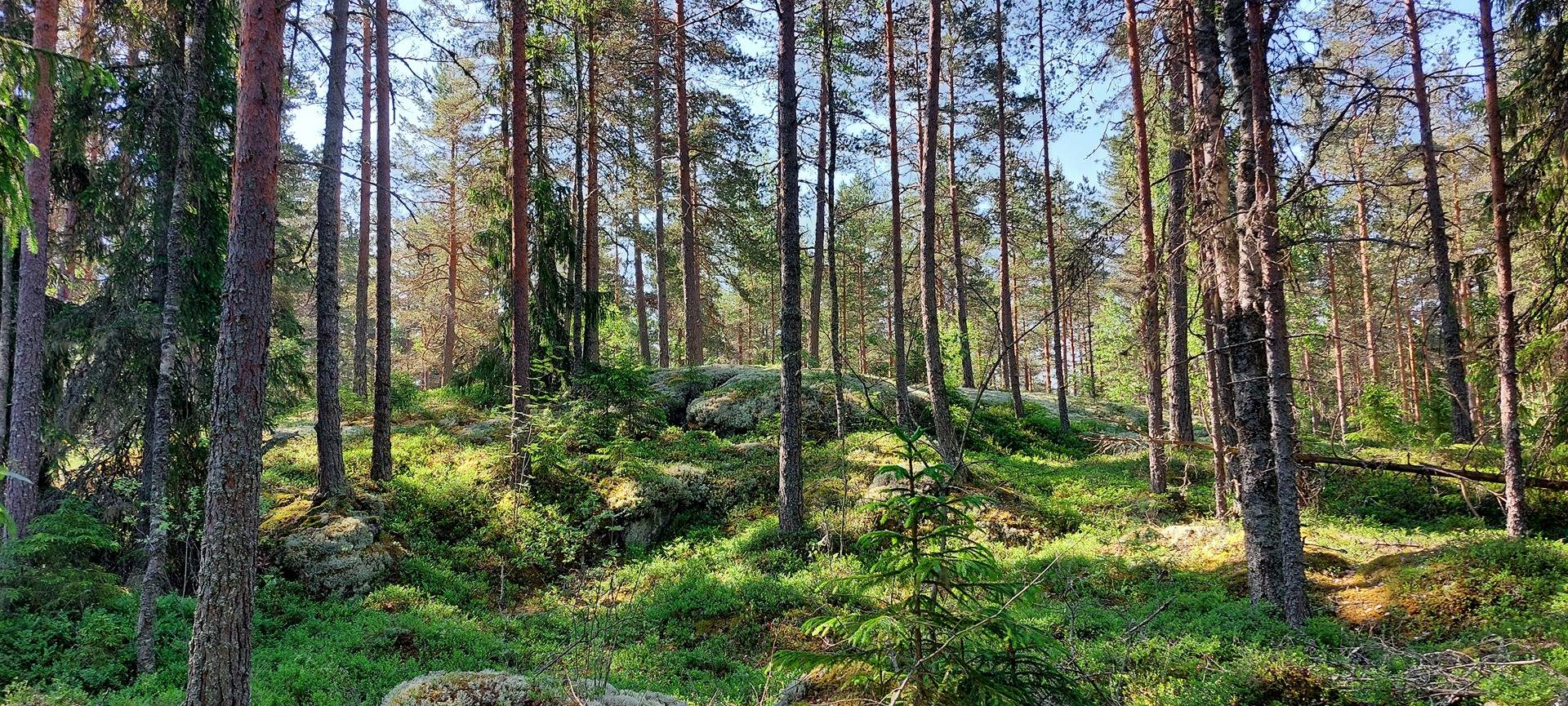 Koivuranta 2:56 kantatila 1