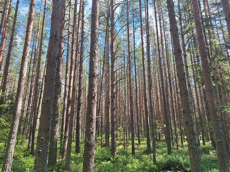 Rooniola 748-411-4-18 1