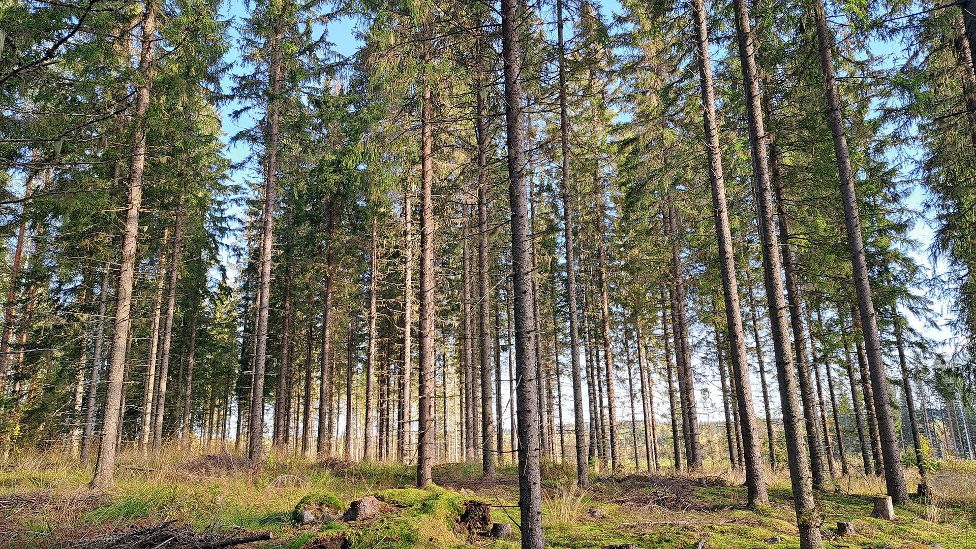 Metsäpelto 740-568-8-18 ja Rautakumpu 740-568-1-196  1