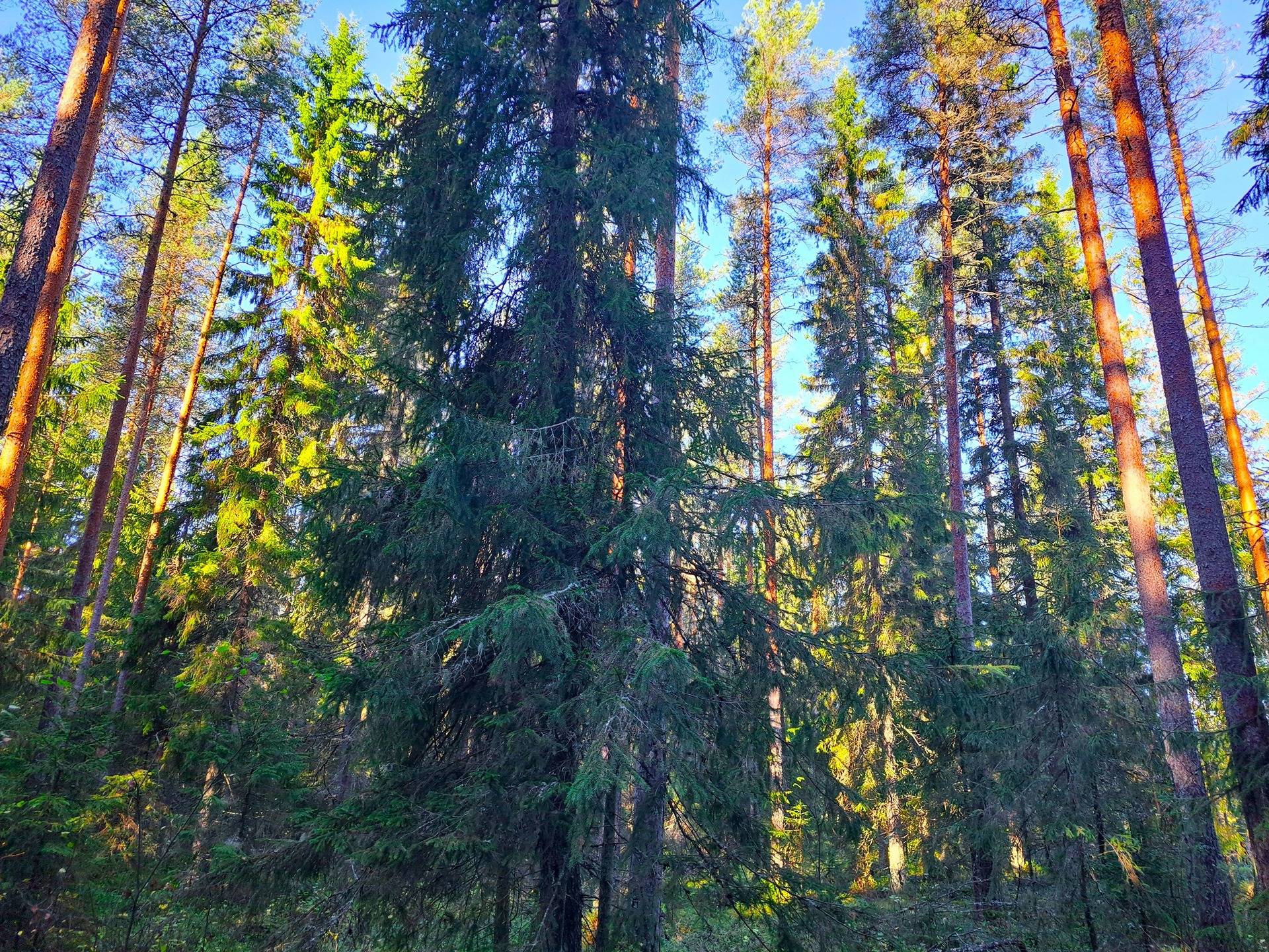 Kansikuva kohteelle Toholampi Silvasti RIIHIKANGAS 320:0 metsäpalsta noin 17,0 ha
