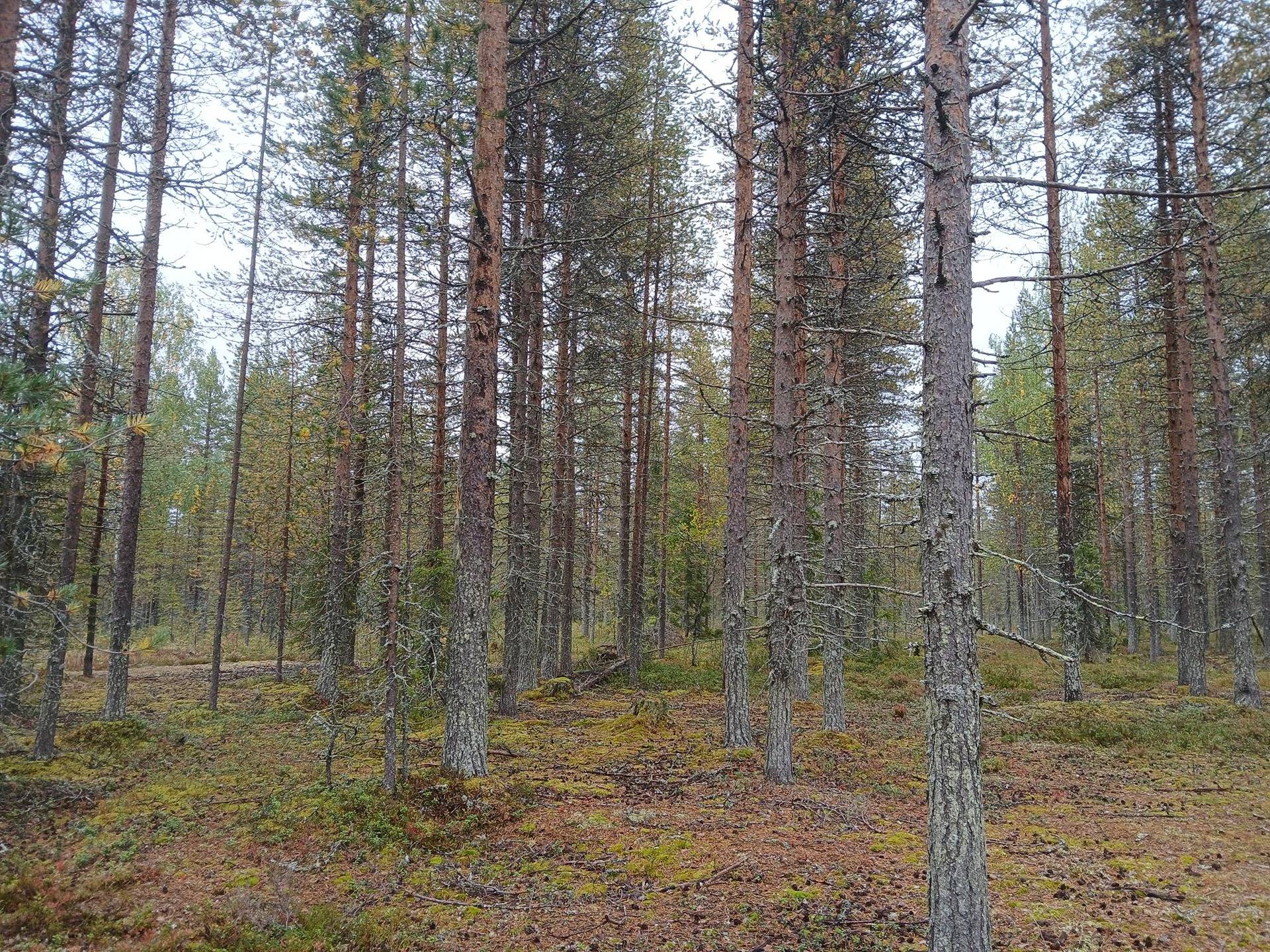 Lisä-Tervakumpu 698-410-6-1 1