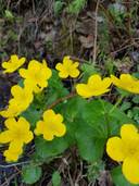 Välilä 305-425-79-0 1