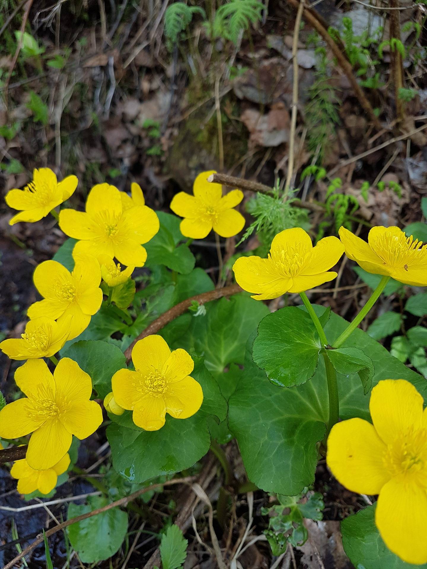 Välilä 305-425-79-0 1