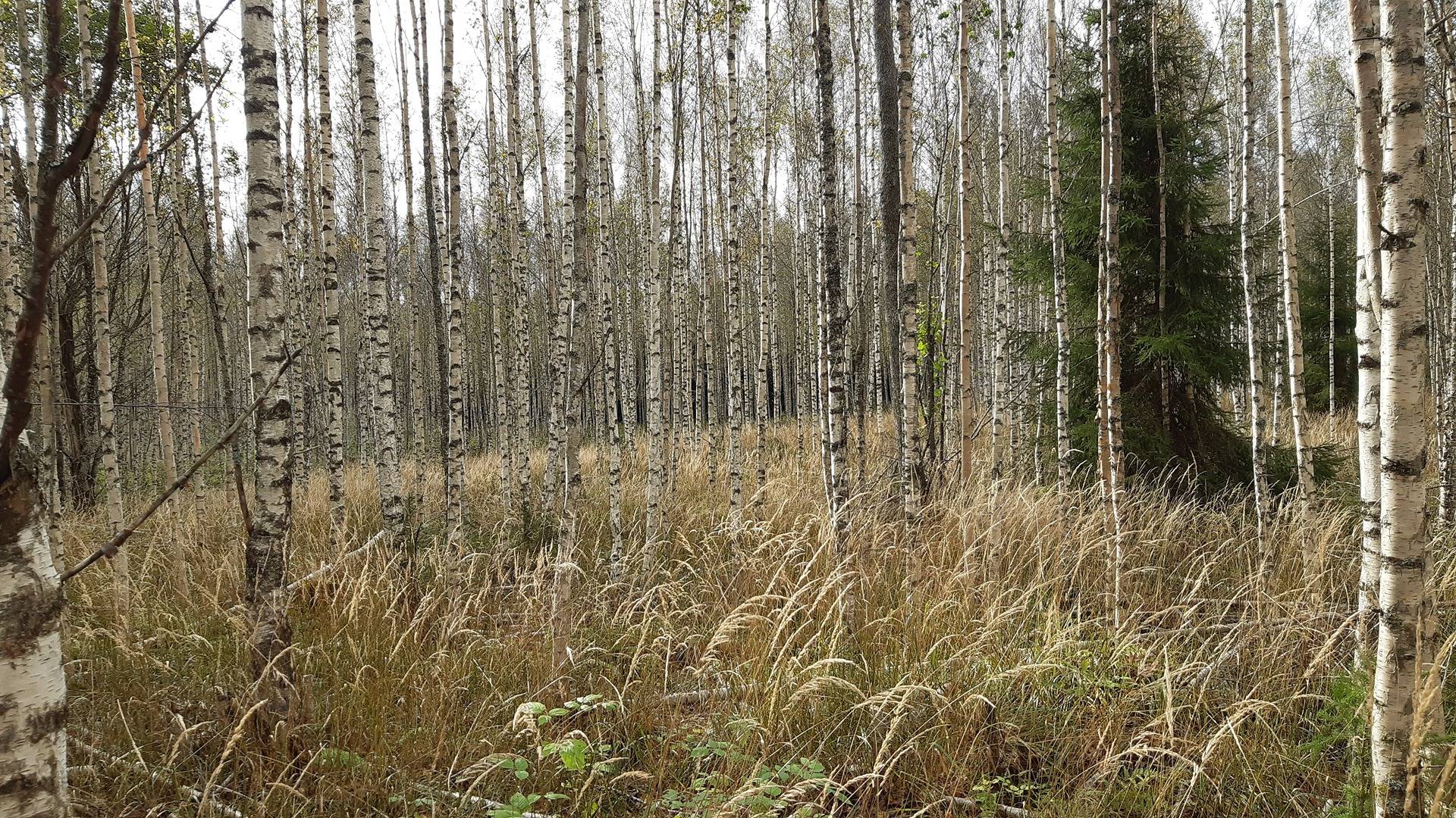 Määräalat kiinteistöistä Eerola 1:59 ja Perttilänmäki 1:154 1