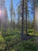Kuusivaara 698-407-199-10 määräala 1