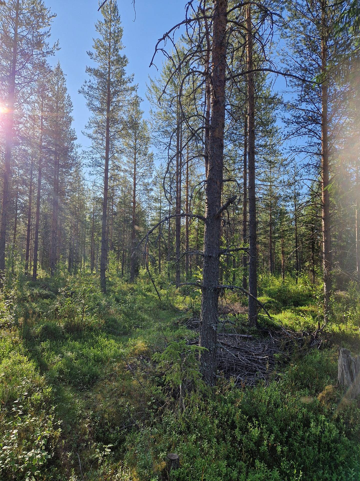 Kuusivaara 698-407-199-10 määräala 1
